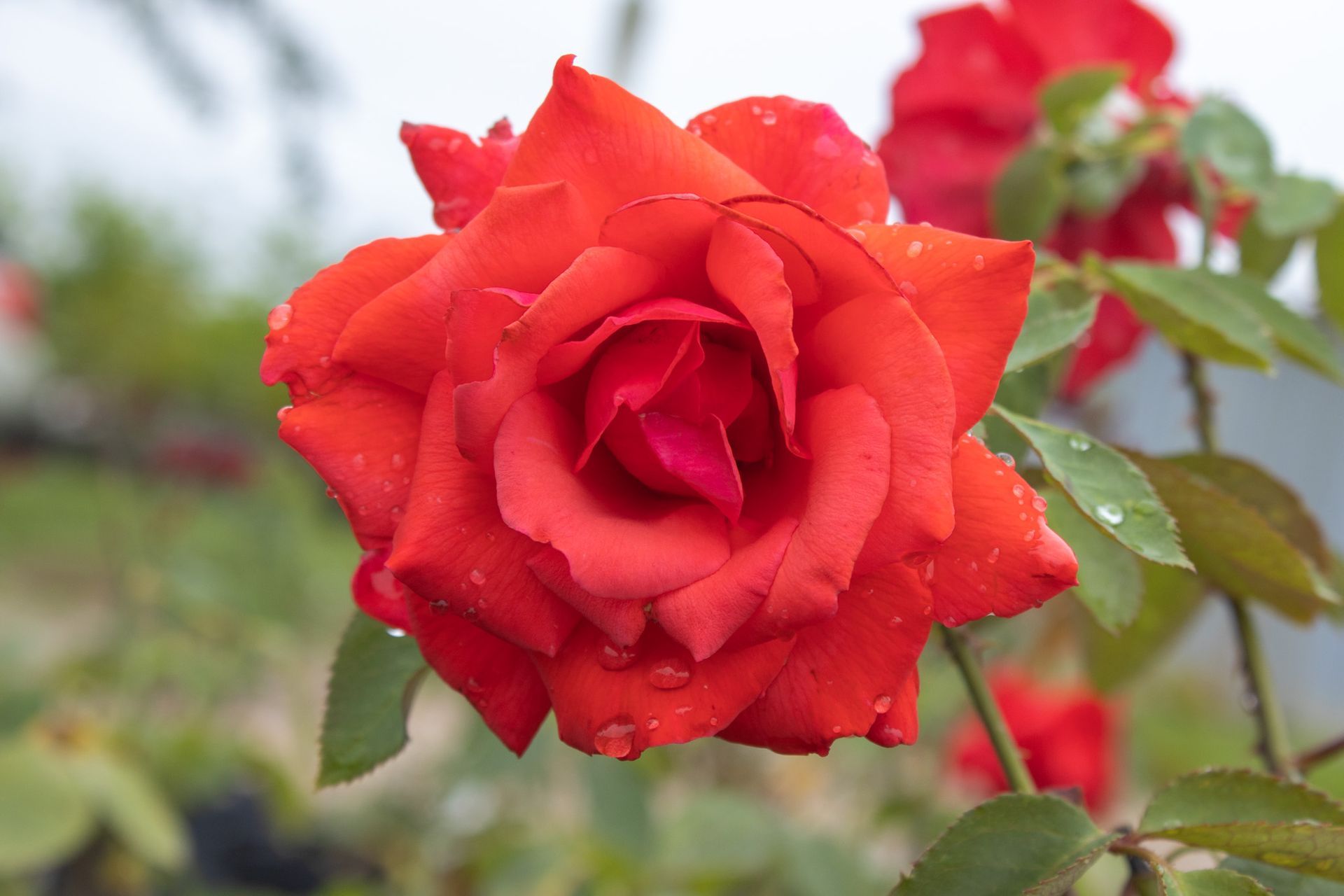 Red rose in bloom with raindrops against a blurred garden background