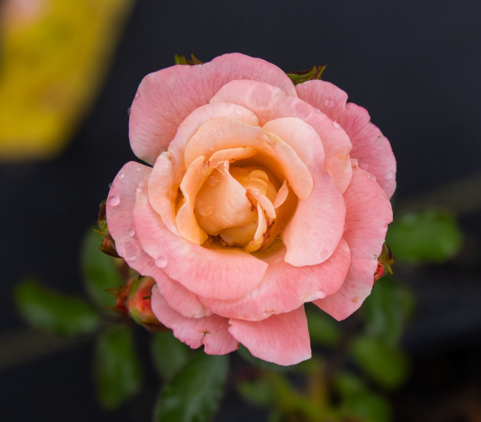 Pink rose bloom with soft peach center against a blurred dark background