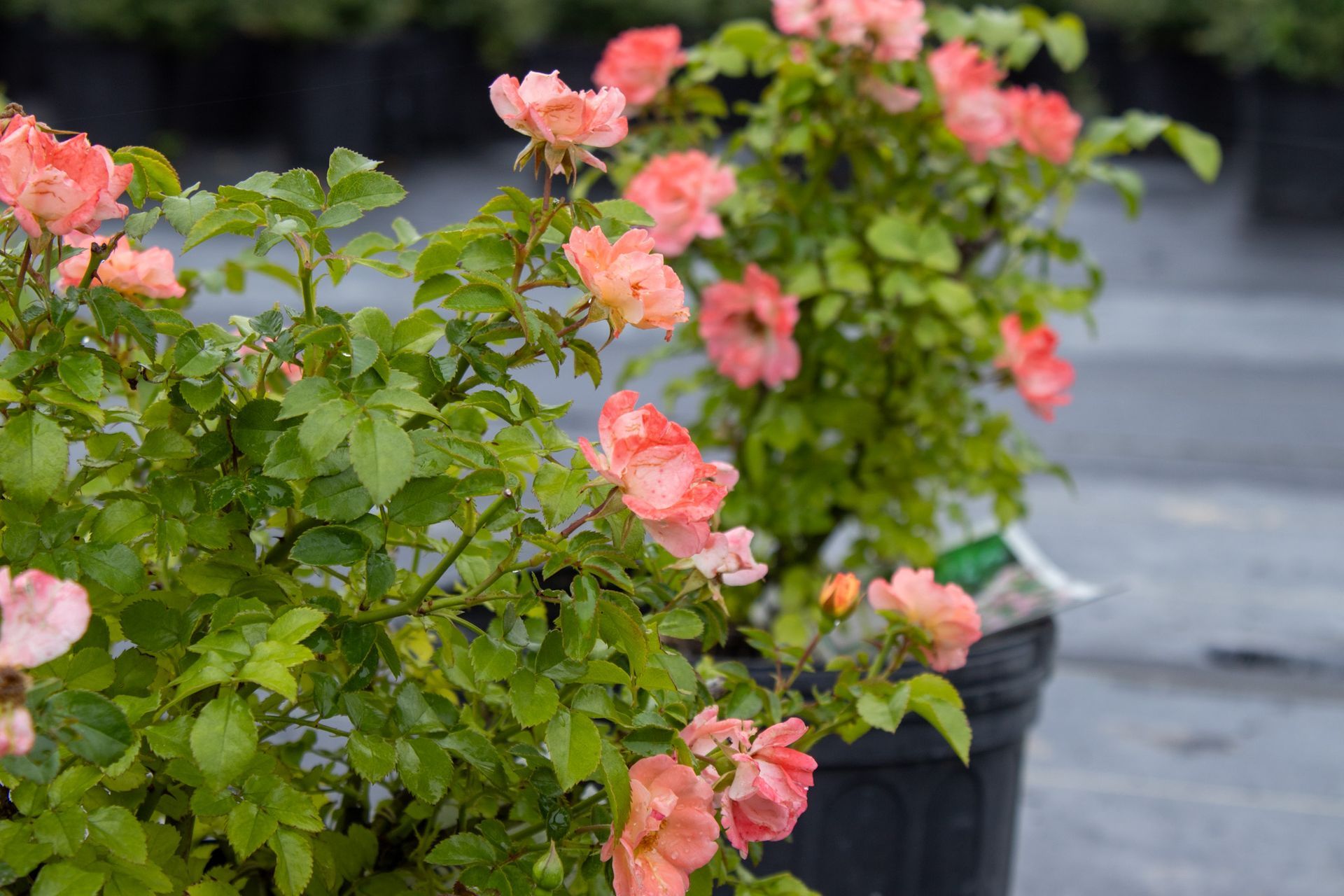 Pink flowers blooming in black pots along a garden path