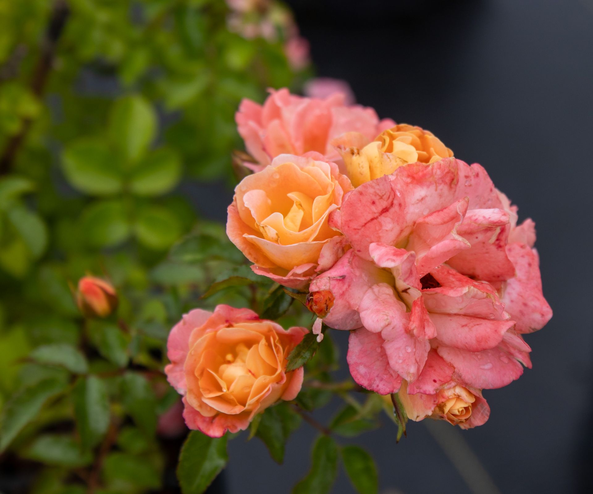 Pink and orange roses blooming against green foliage