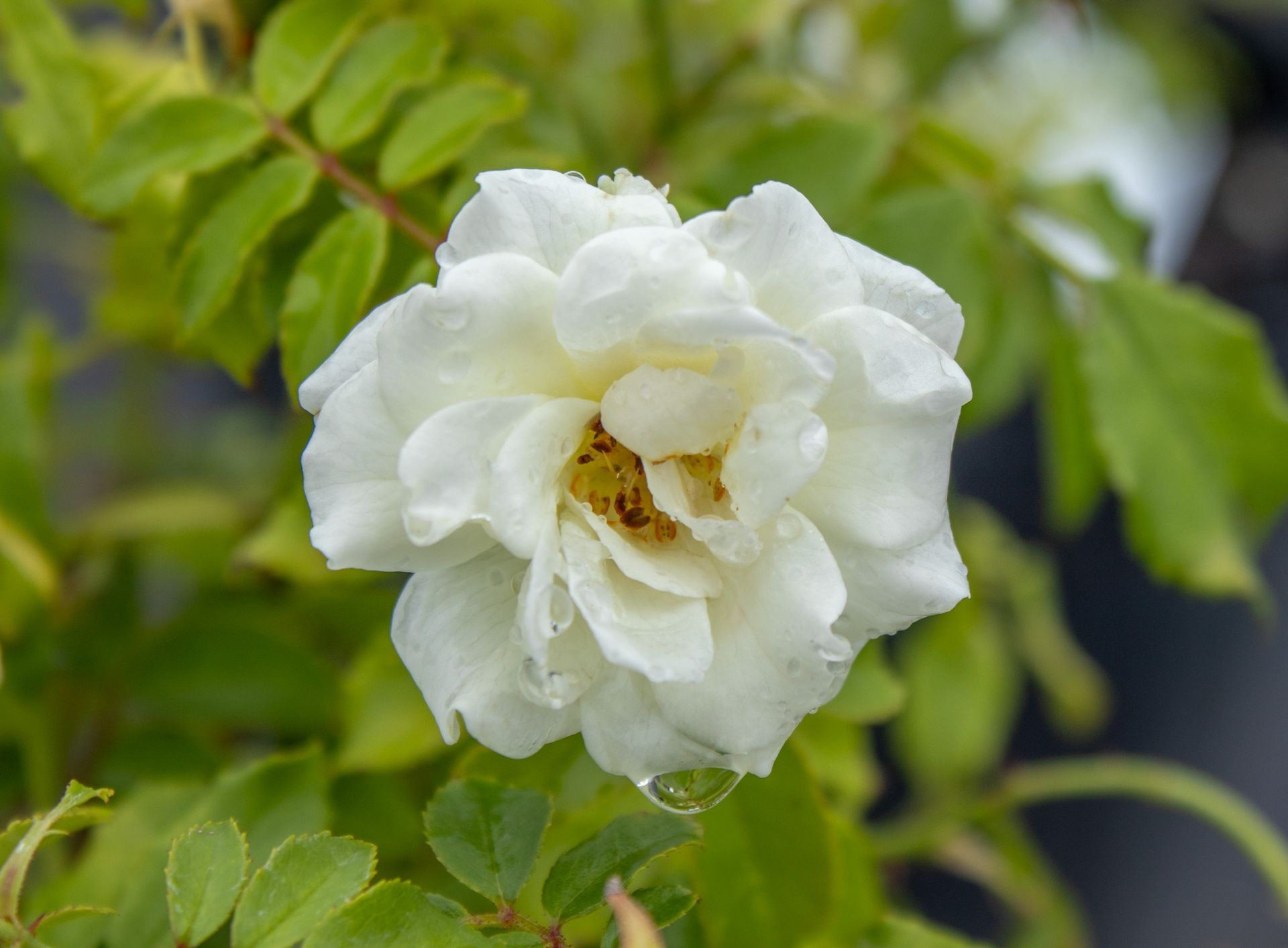White rose blossom with green leaves in a garden