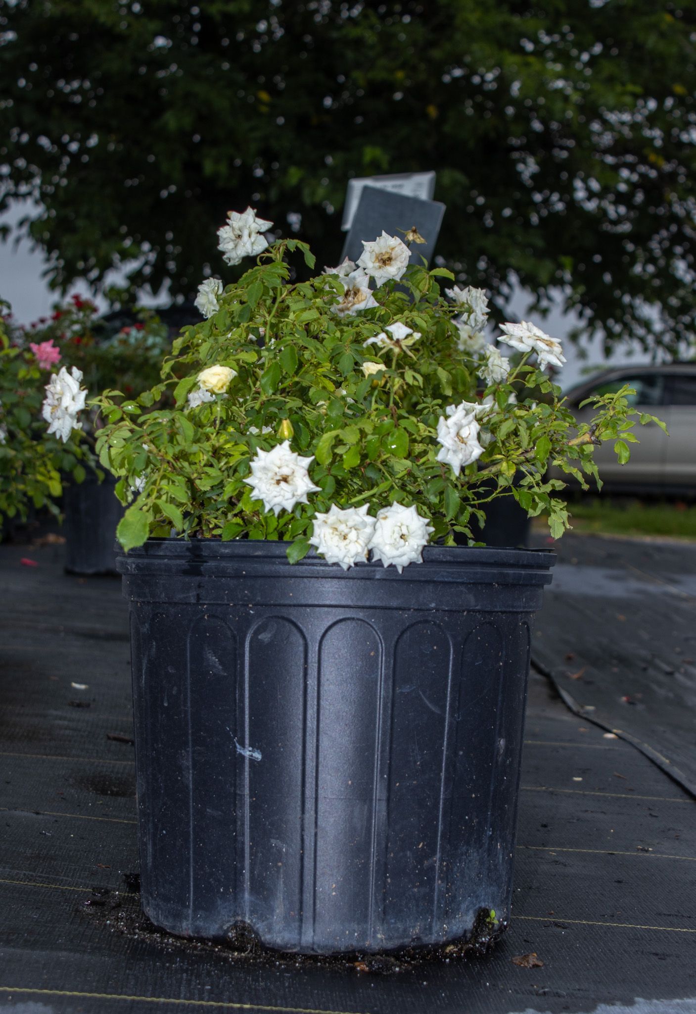 Black planter with white flowers and green foliage on a dark outdoor surface.