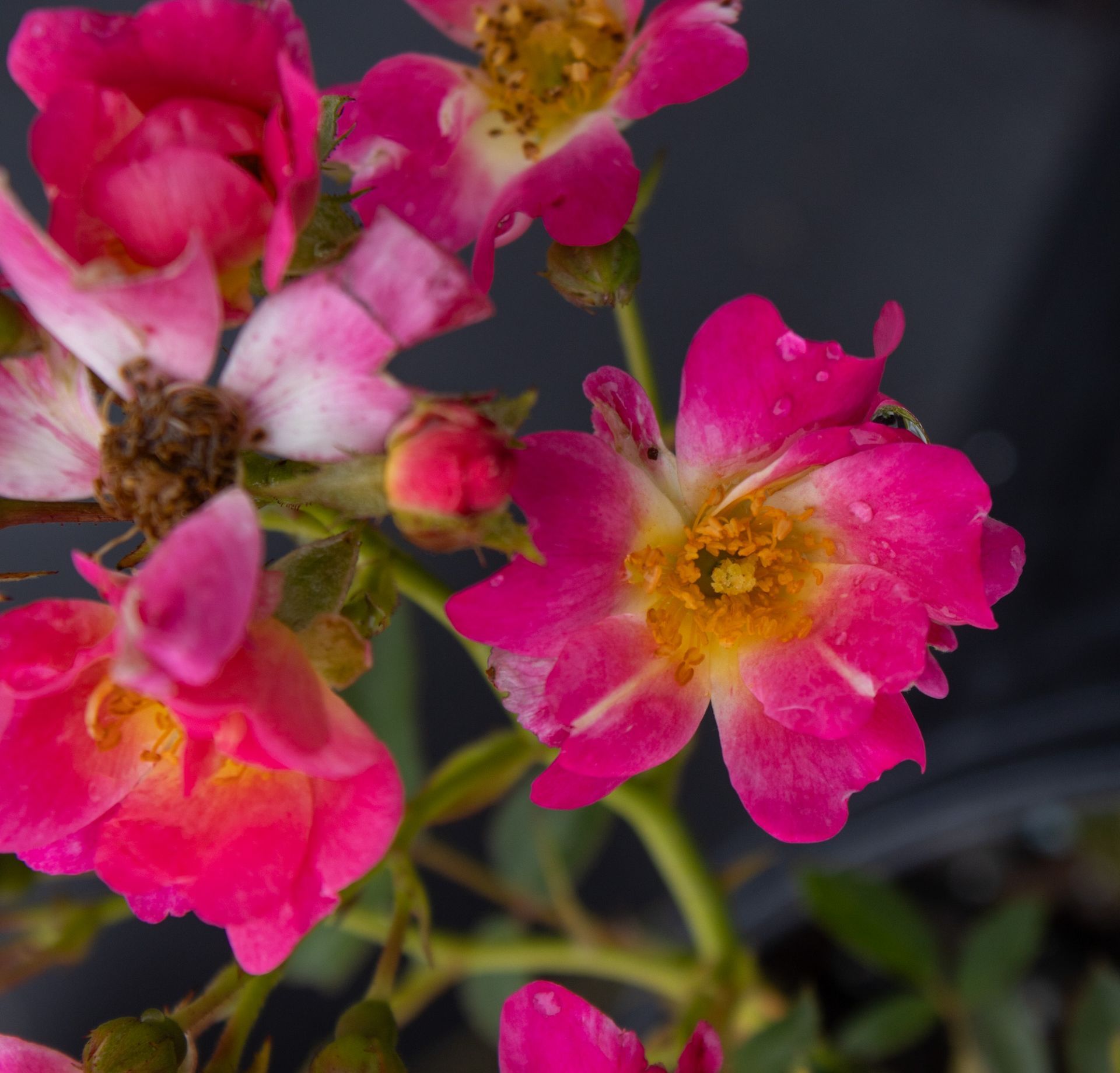 Pink and white flowers with yellow centers against a dark background