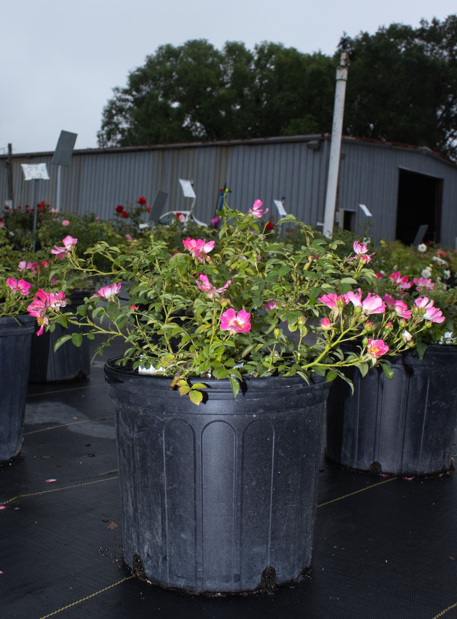 Pink flowering plants in black nursery pots outdoors near a gray building