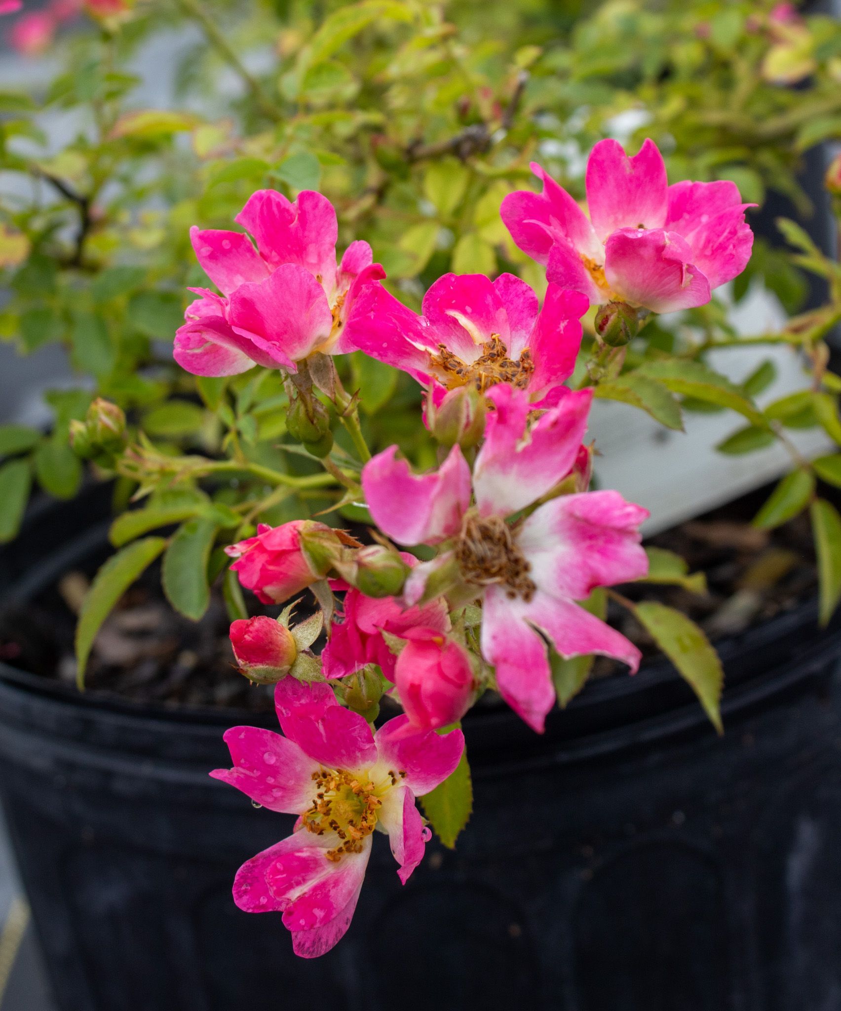 Pink flowers blooming in a black nursery pot with green leaves.