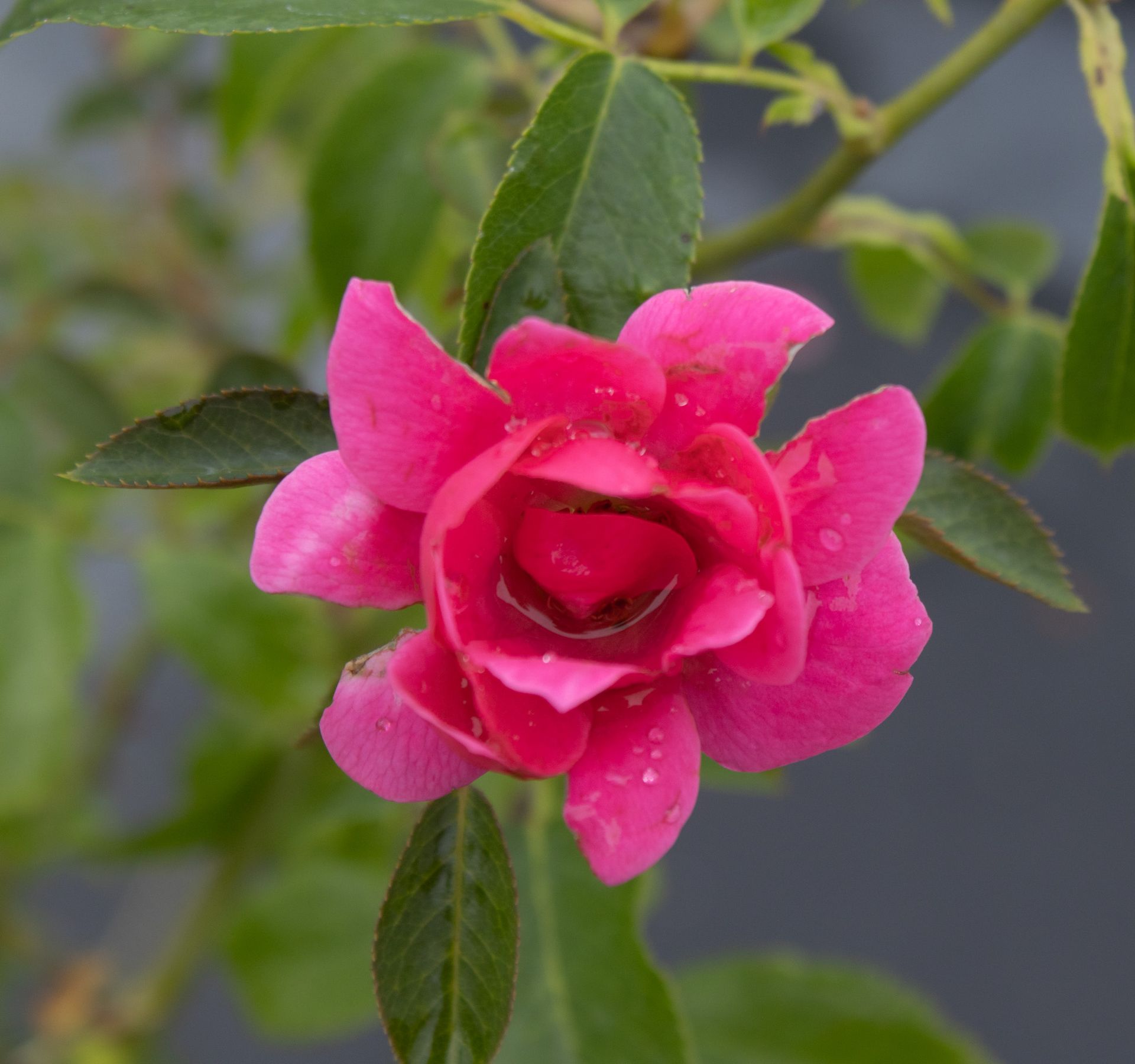 Pink rose with dewdrops on green leaves against a blurred gray background
