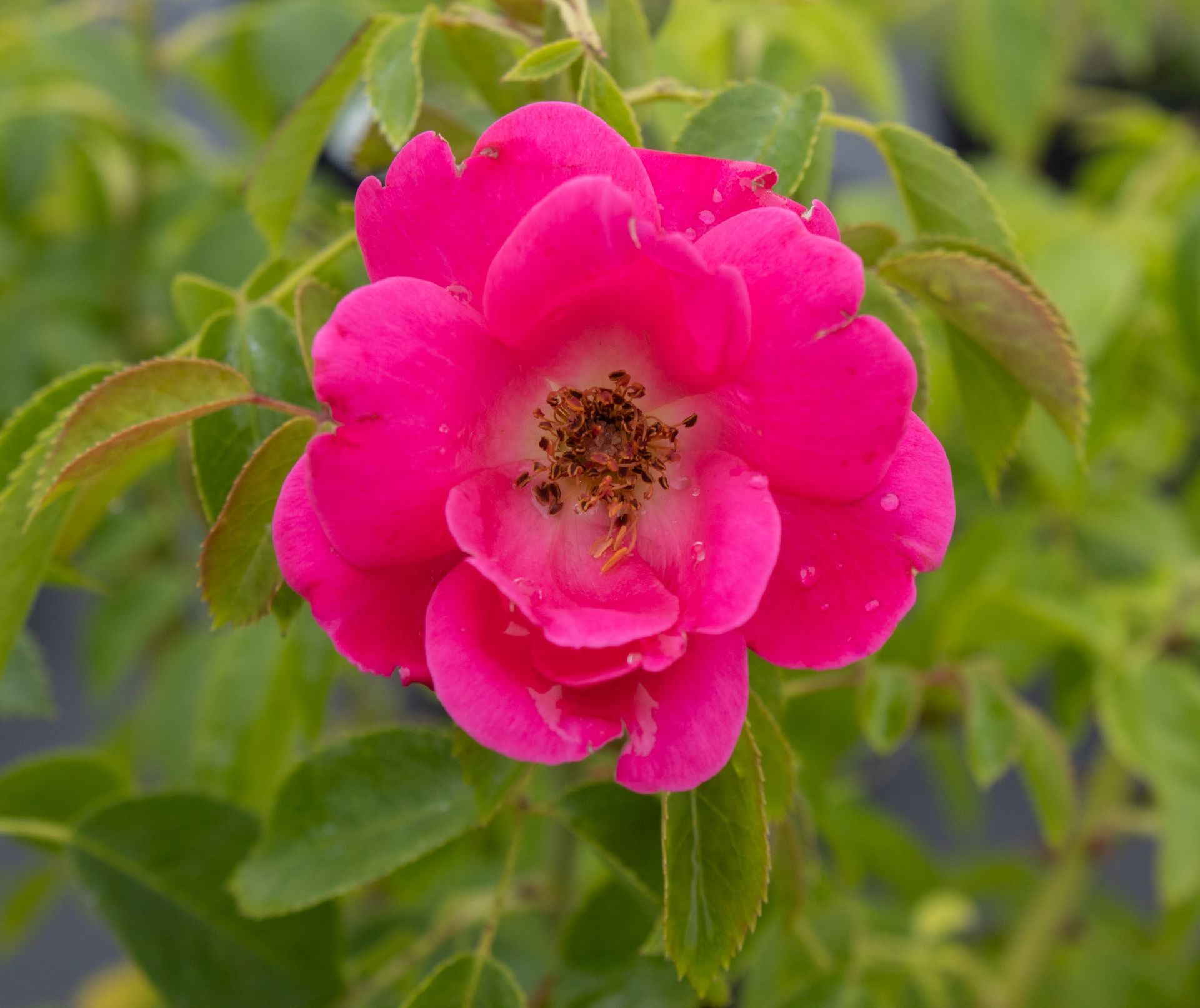 Bright pink rose in bloom with green leaves against a blurred garden background