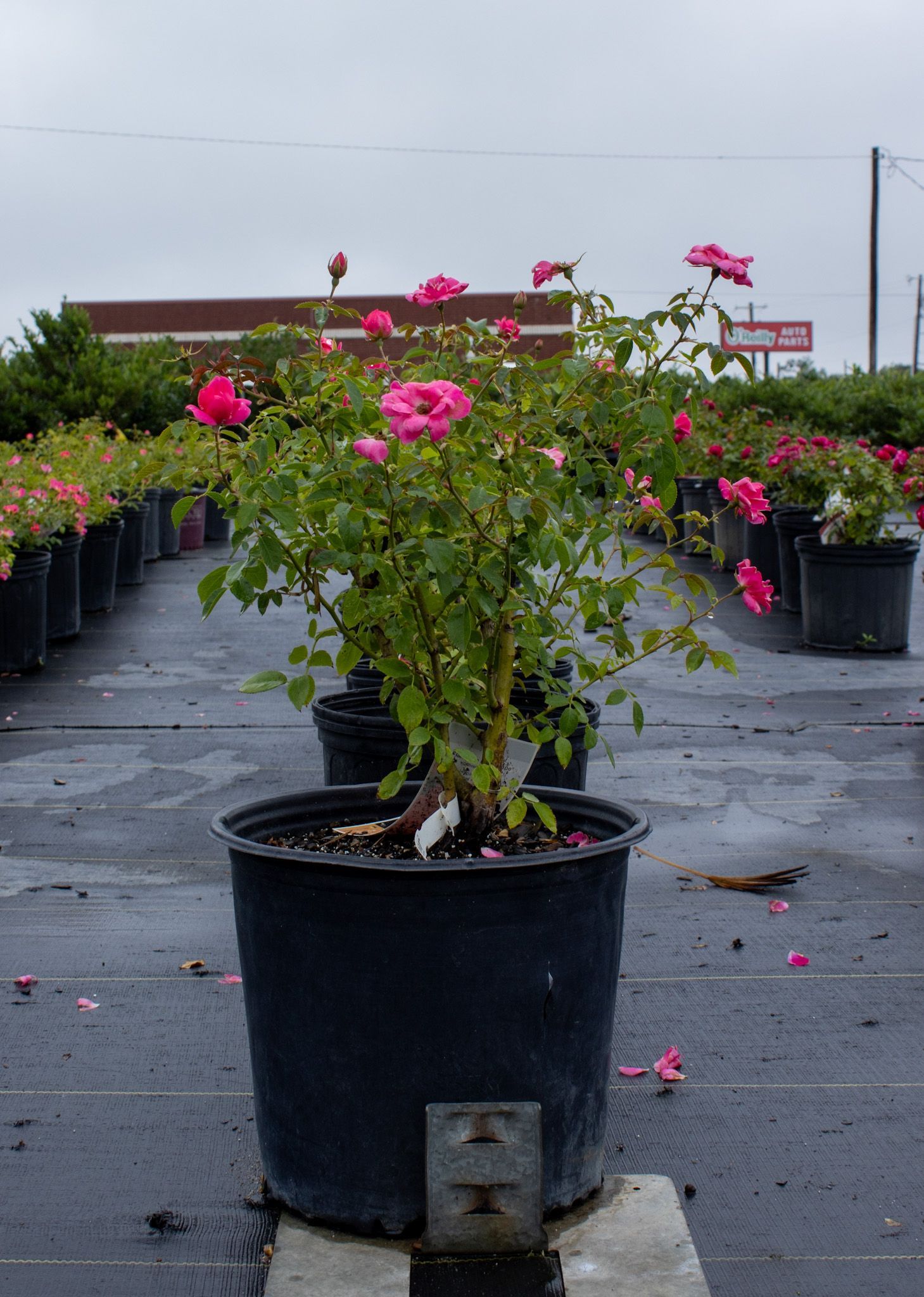 Rows of potted pink rose bushes on a wet outdoor nursery lot