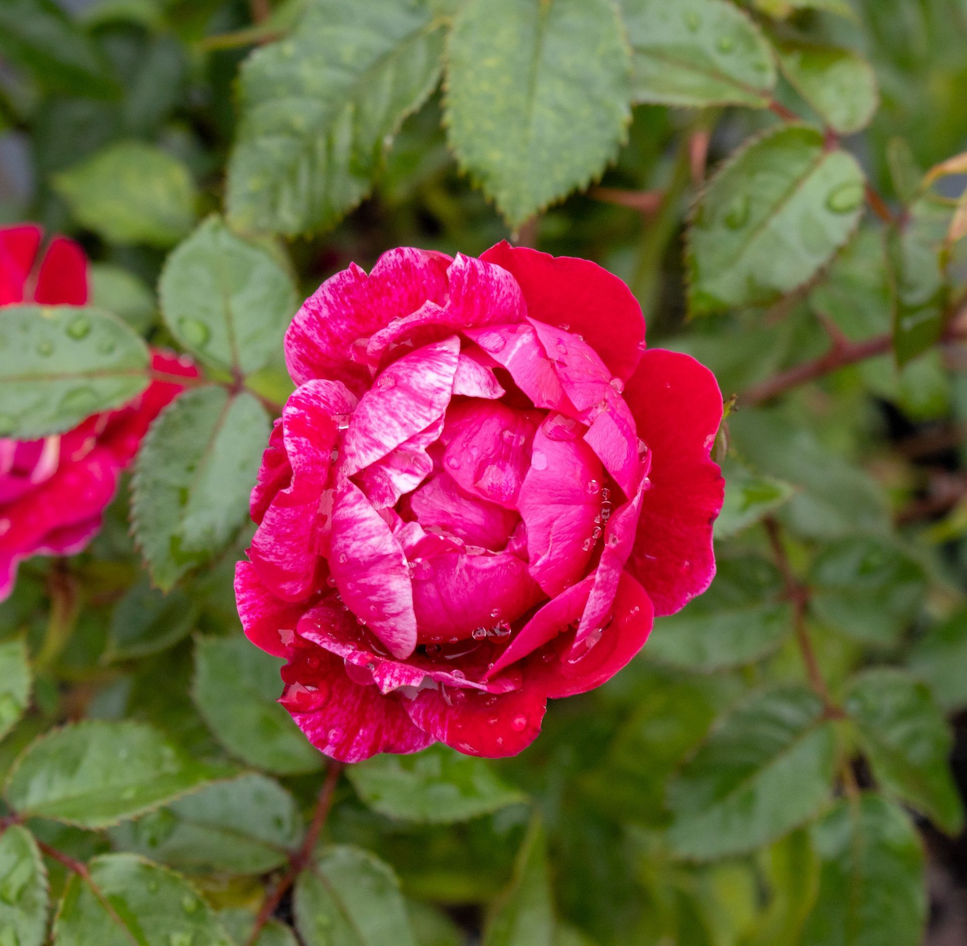 Close-up of a bright pink rose in bloom against green leaves.