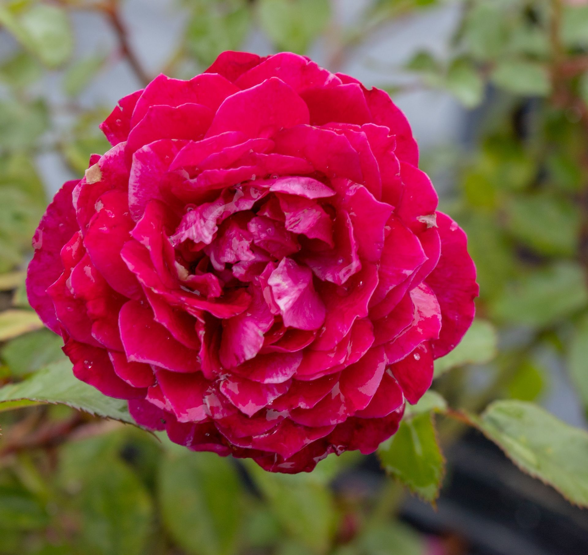 Close-up of a vibrant pink rose bloom against a blurred garden background