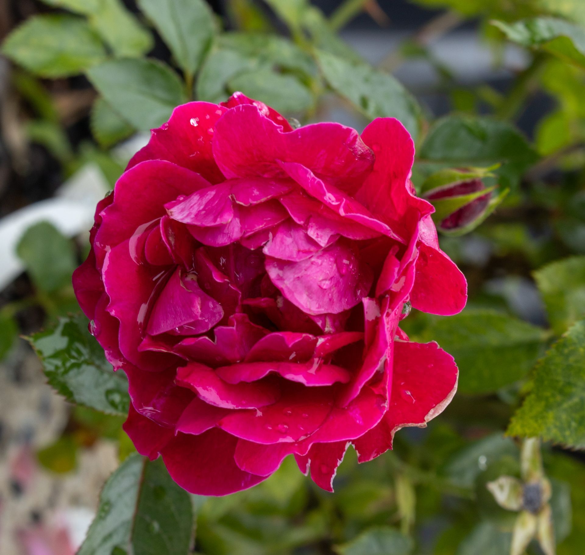 Close-up of a bright magenta rose surrounded by green leaves