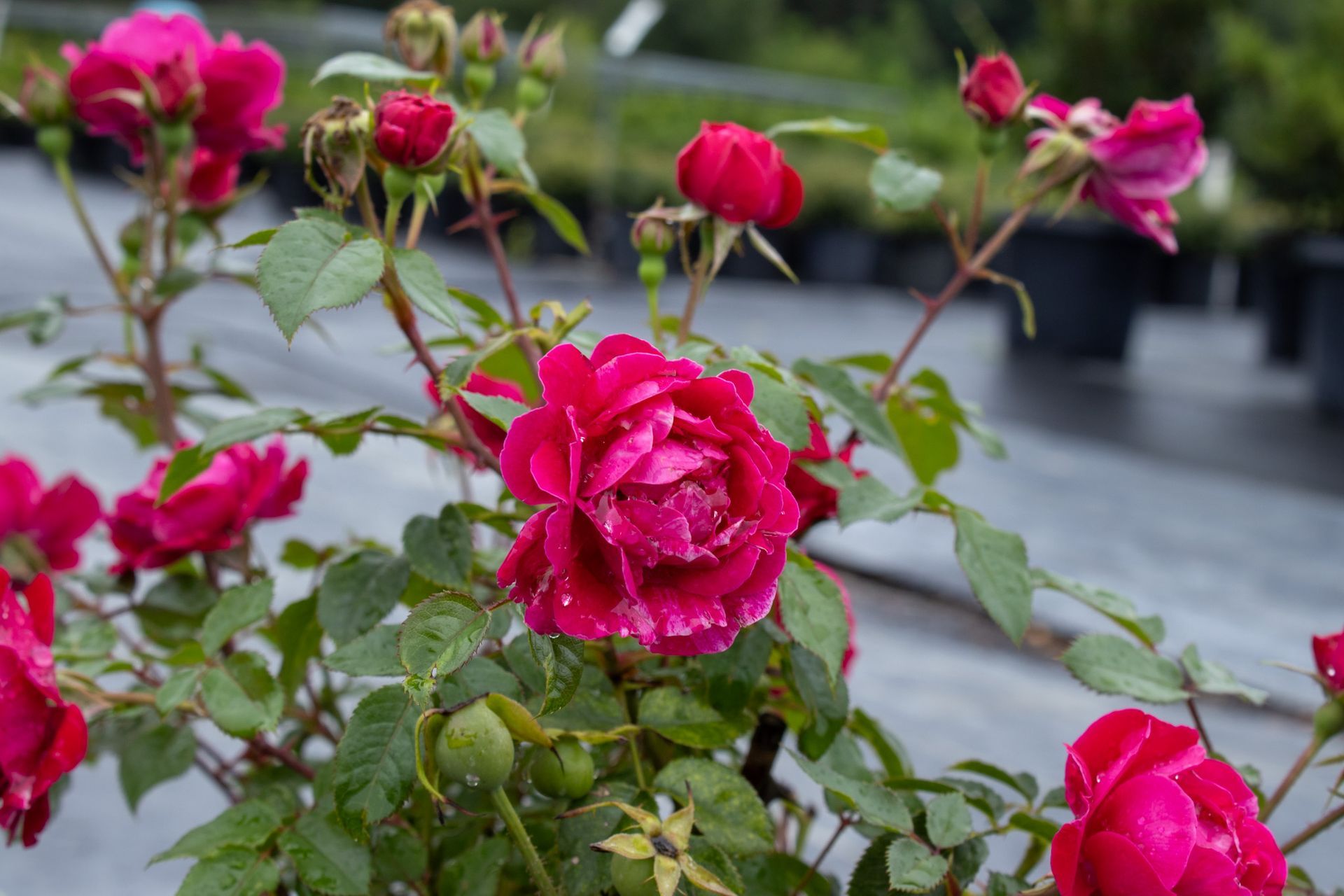 Pink roses blooming in a garden bed with green leaves and buds
