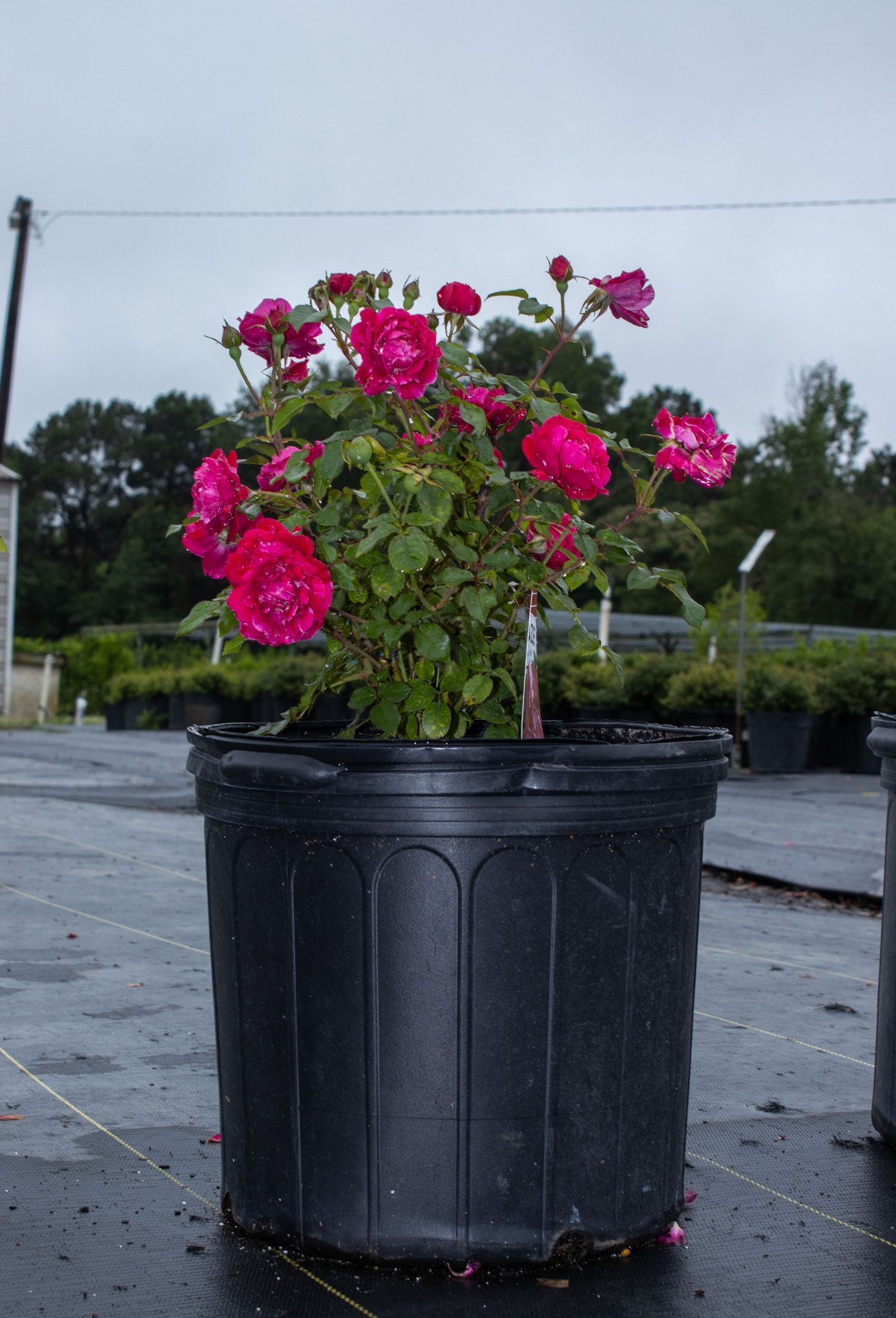Pink flowering plant in a black plastic nursery pot on a wet outdoor pavement.