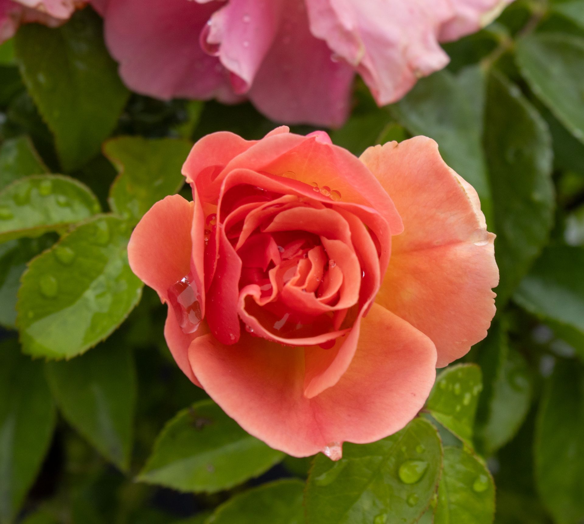 Coral rose bloom with water droplets against green leaves, with a pink flower blurred in the background
