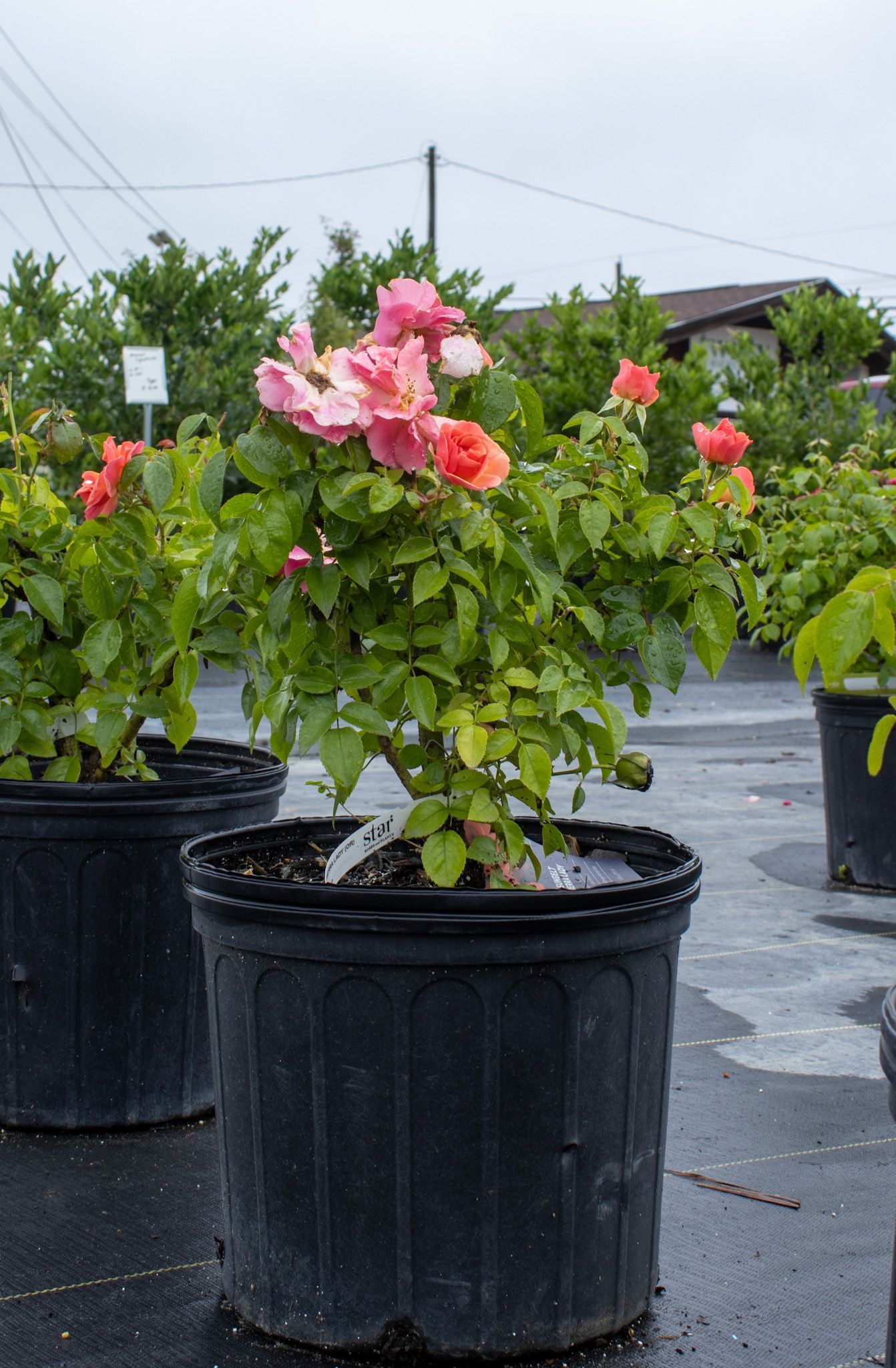 Potted hibiscus shrubs with pink flowers in a nursery row outdoors