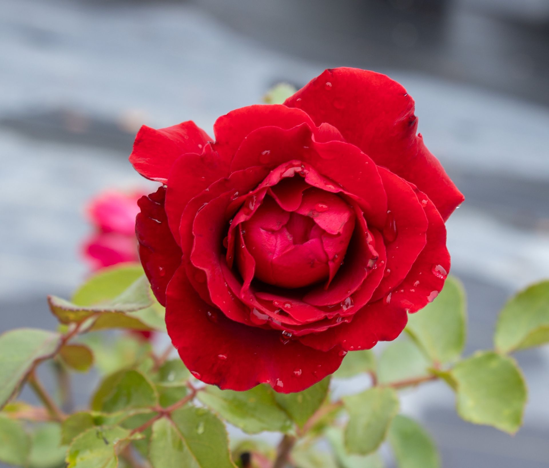 Close-up of a red rose in bloom with green leaves against a blurred background