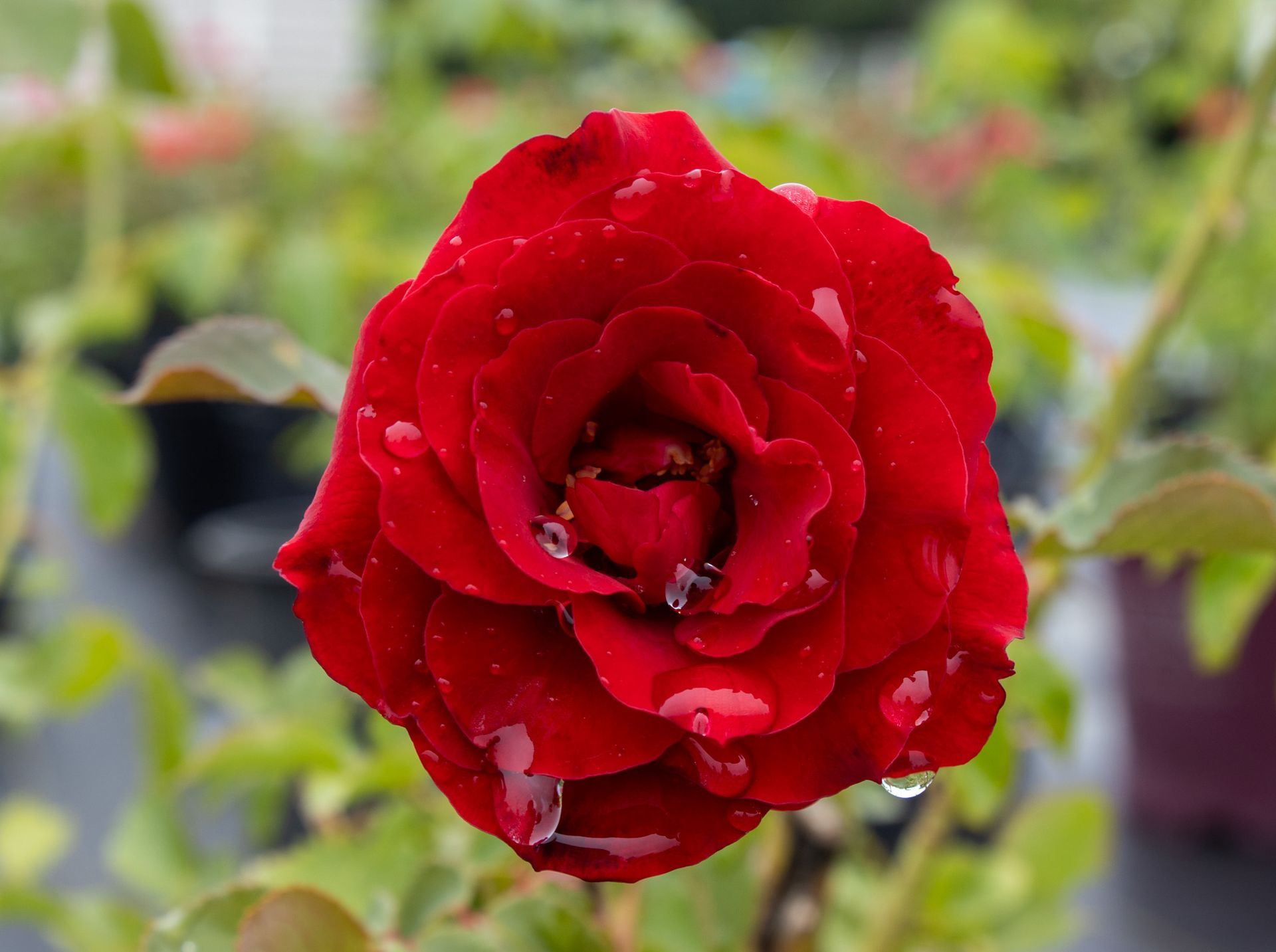 Red rose bloom with water droplets against a blurred garden background