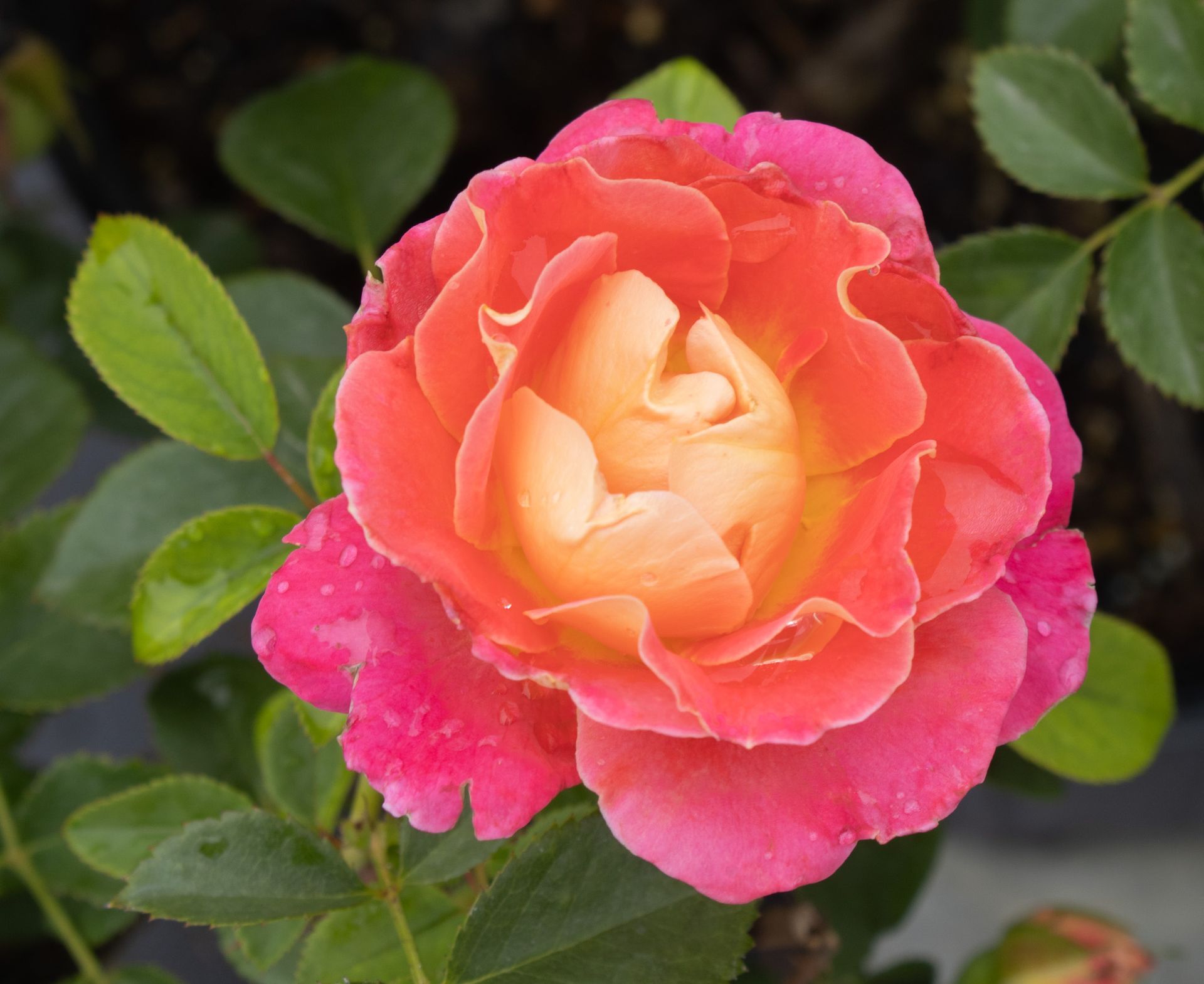 Pink and peach rose in bloom against dark green leaves