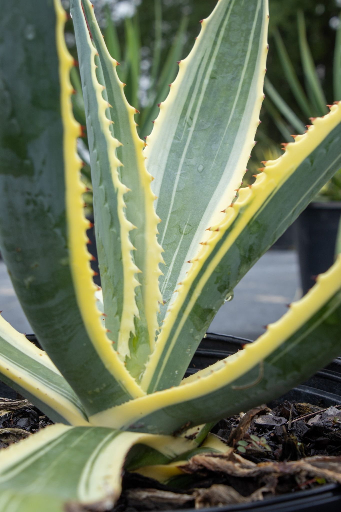 Variegated agave plant with green and yellow striped leaves in a pot