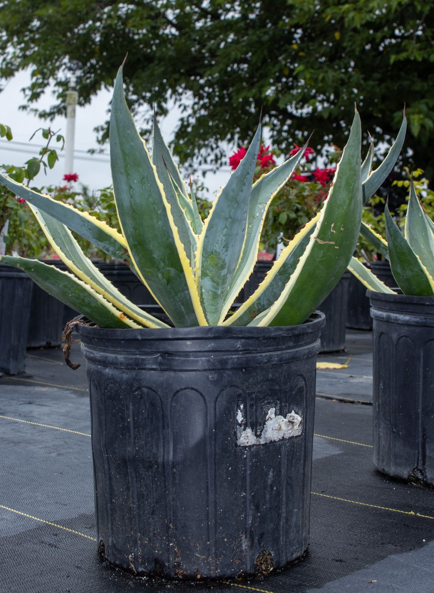 Potted variegated agave plant in a black nursery container outdoors