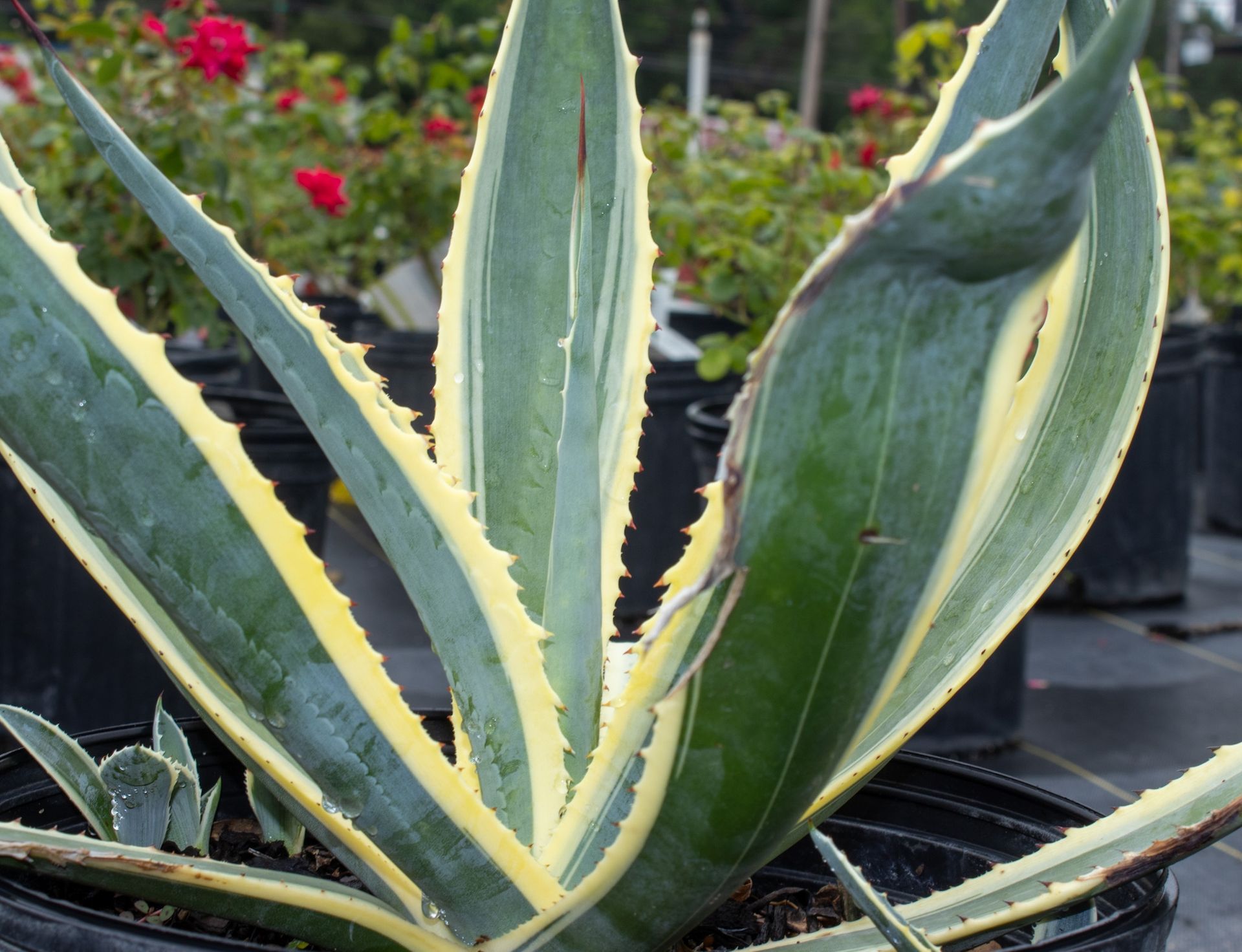 Variegated agave with green and cream leaves in a garden pot