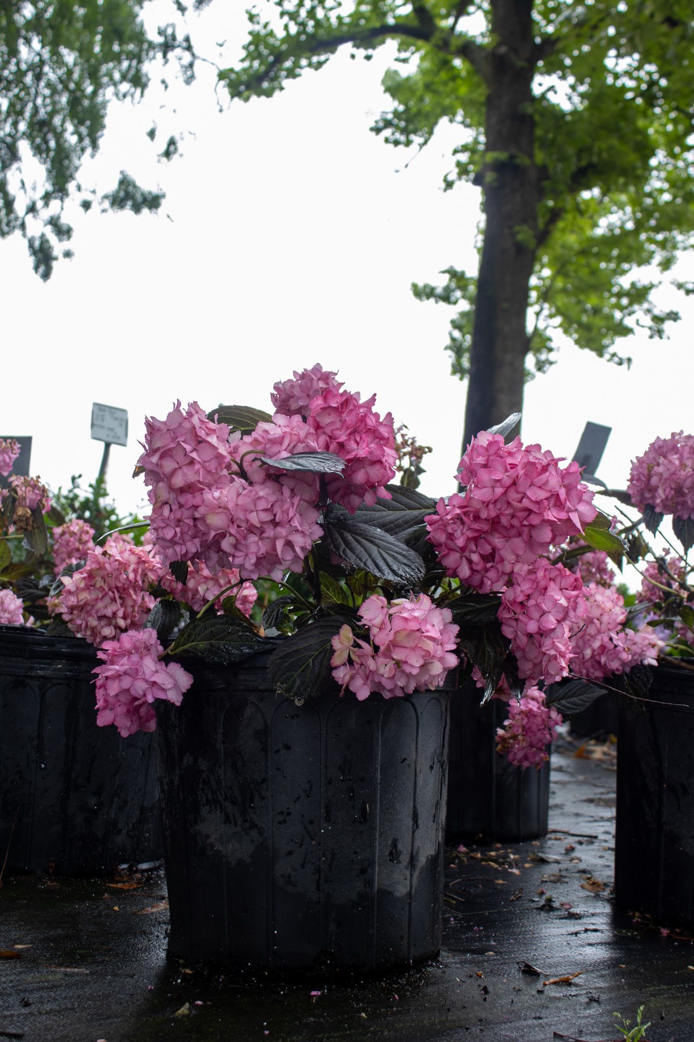 Pink hydrangeas in black pots on a wet sidewalk under trees