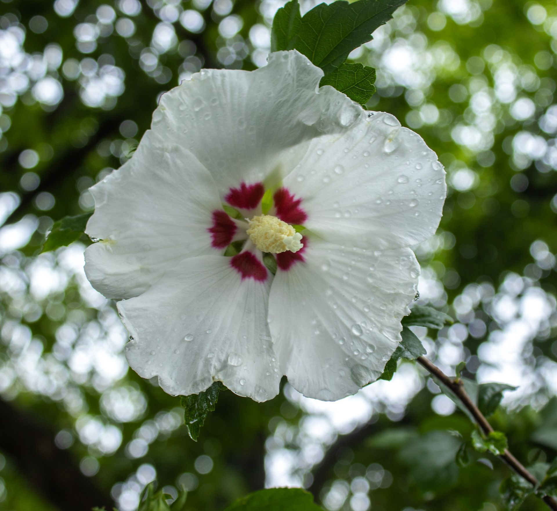 White hibiscus flower with red center and dewdrops against a blurred green background