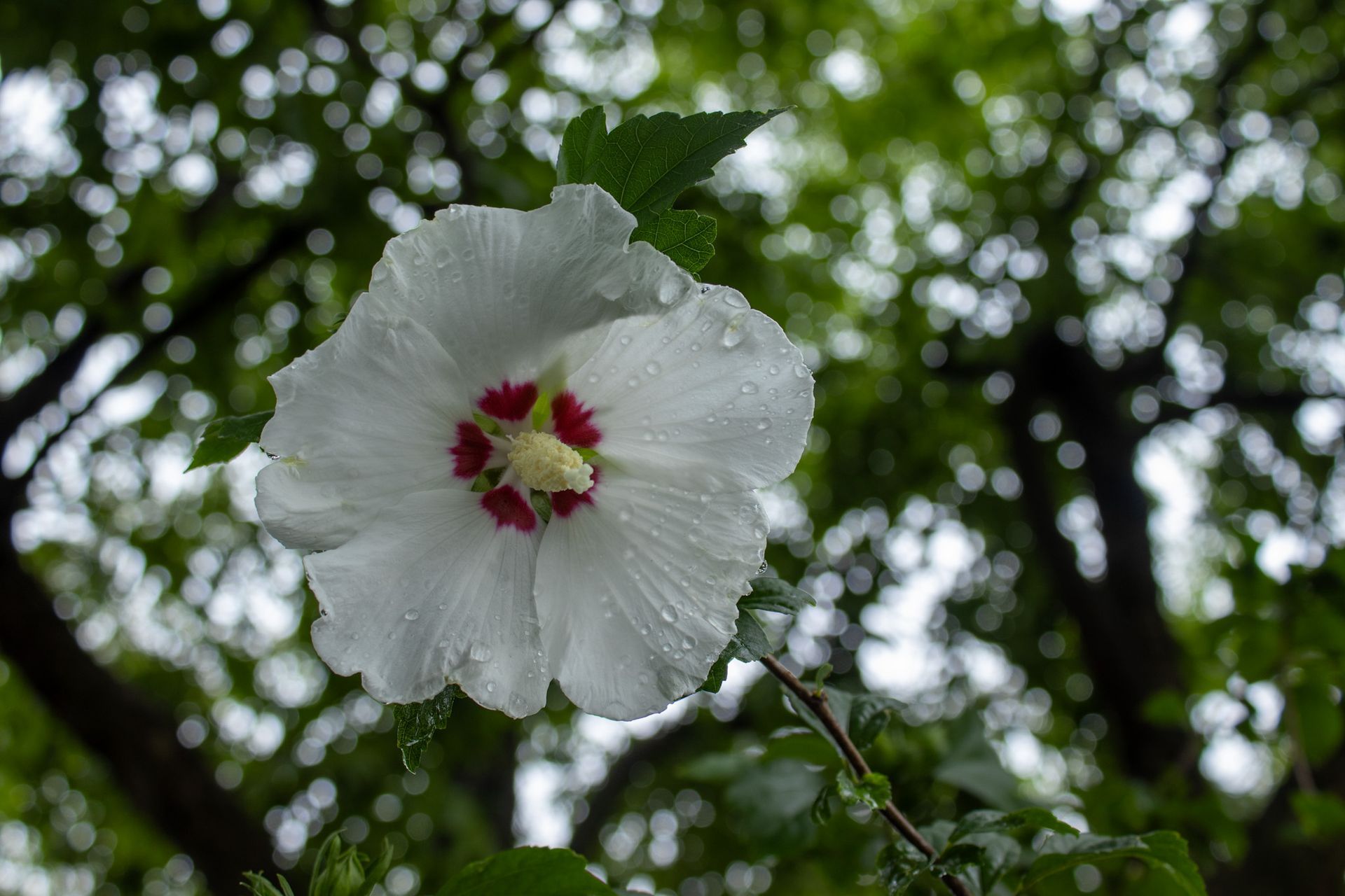 White flower with a red center against a dark leafy background