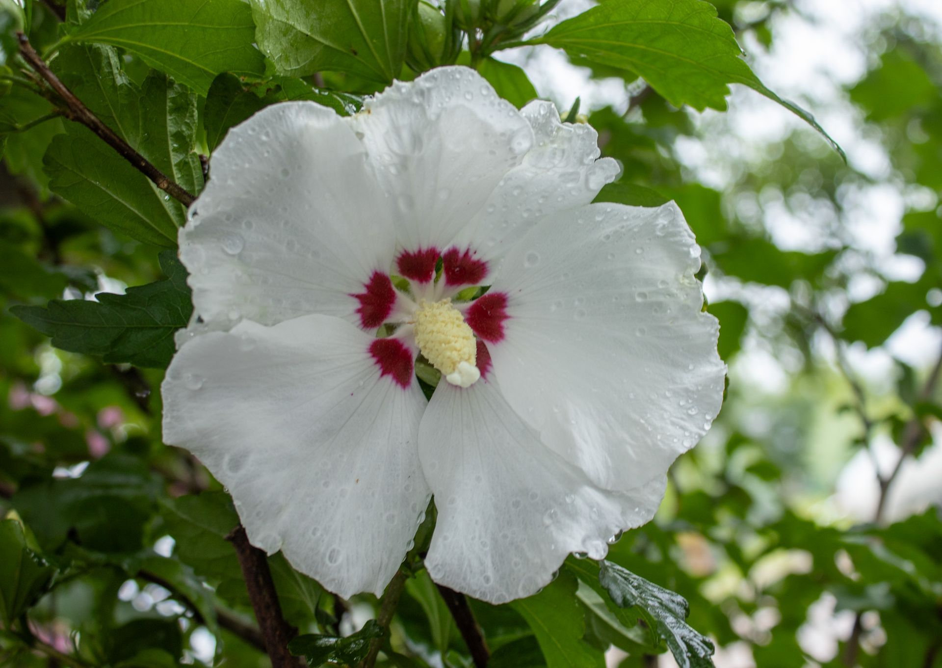 White hibiscus flower with red center blooming among green leaves