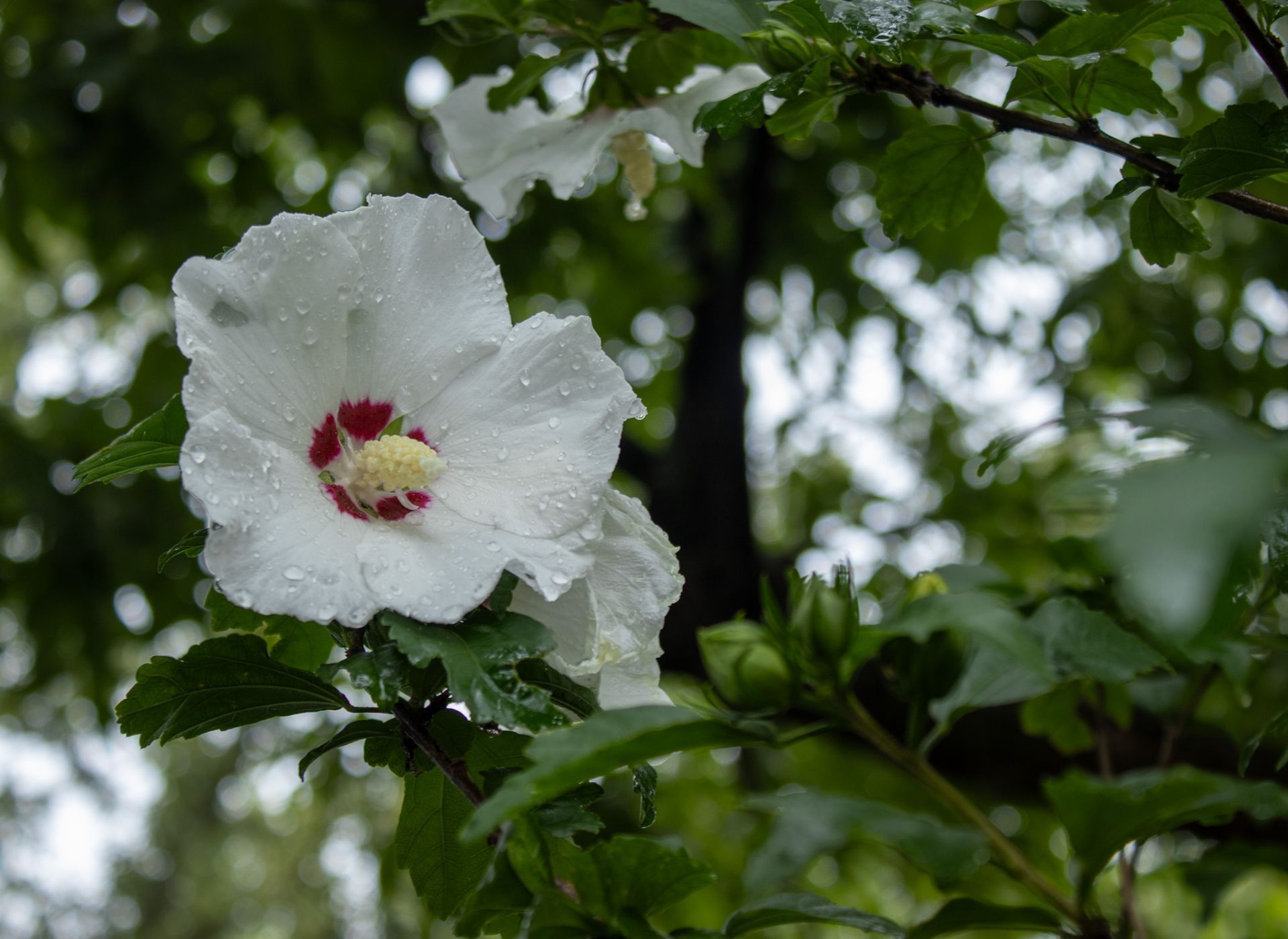 White hibiscus flower with a red center among green leaves, speckled with raindrops.