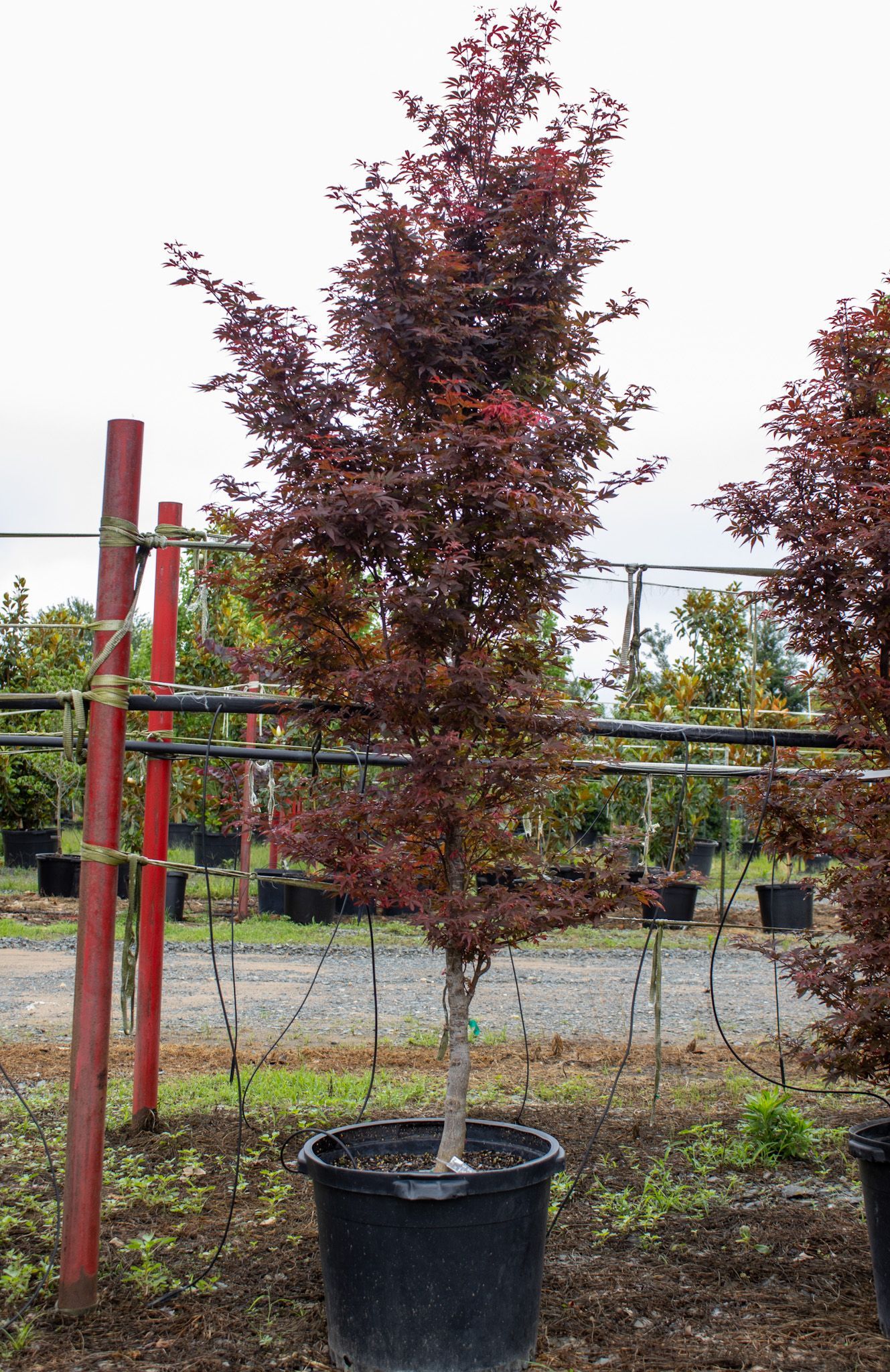 Potted ornamental tree with burgundy leaves in a nursery setting