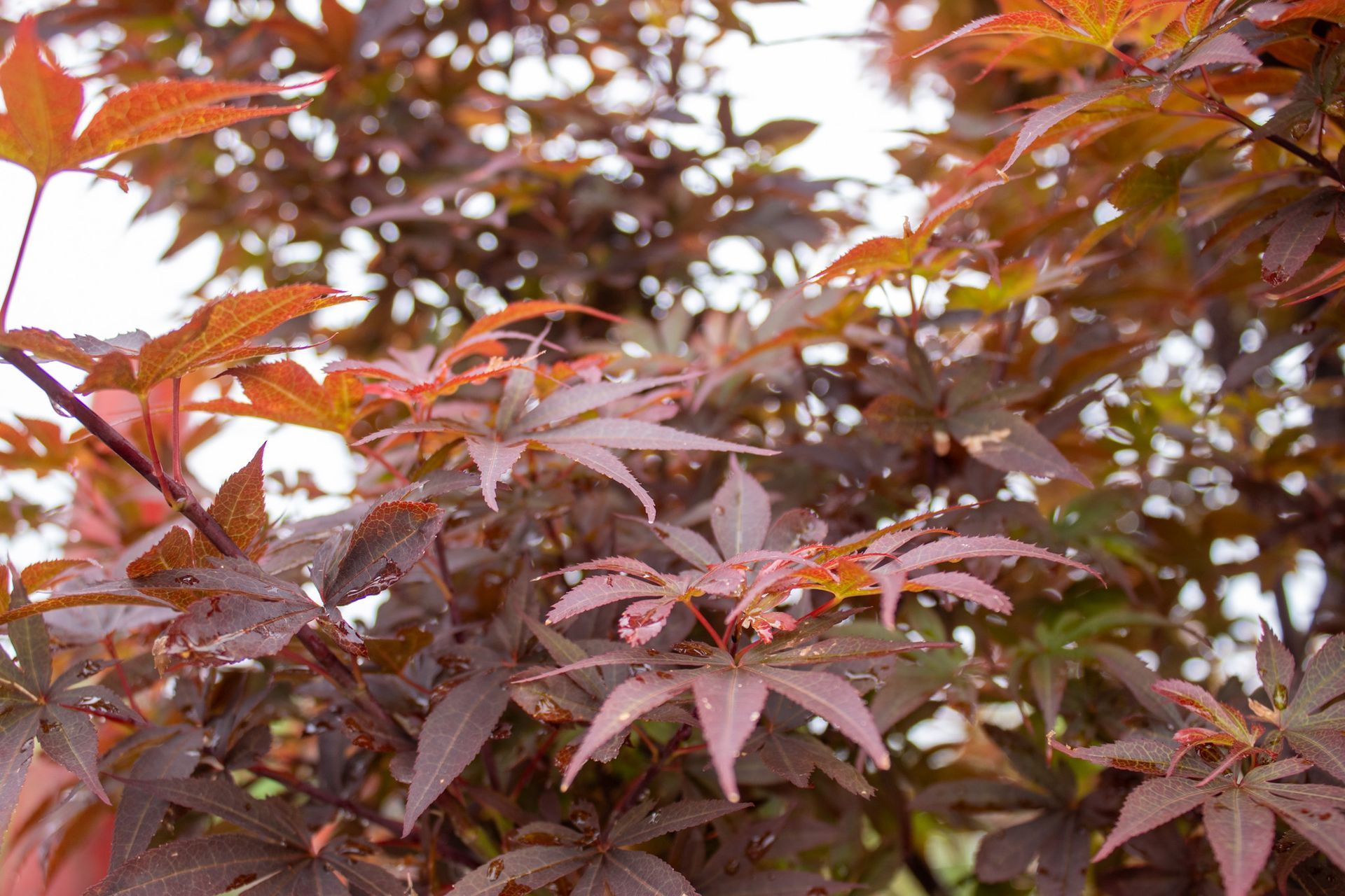 Close-up of red and orange maple leaves on a tree branch