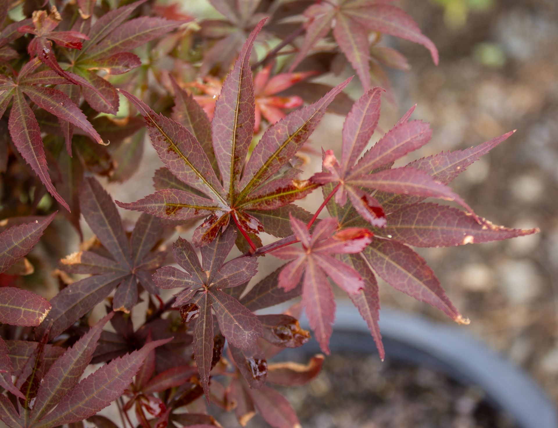 Close-up of a red Japanese maple with star-shaped leaves in a garden pot