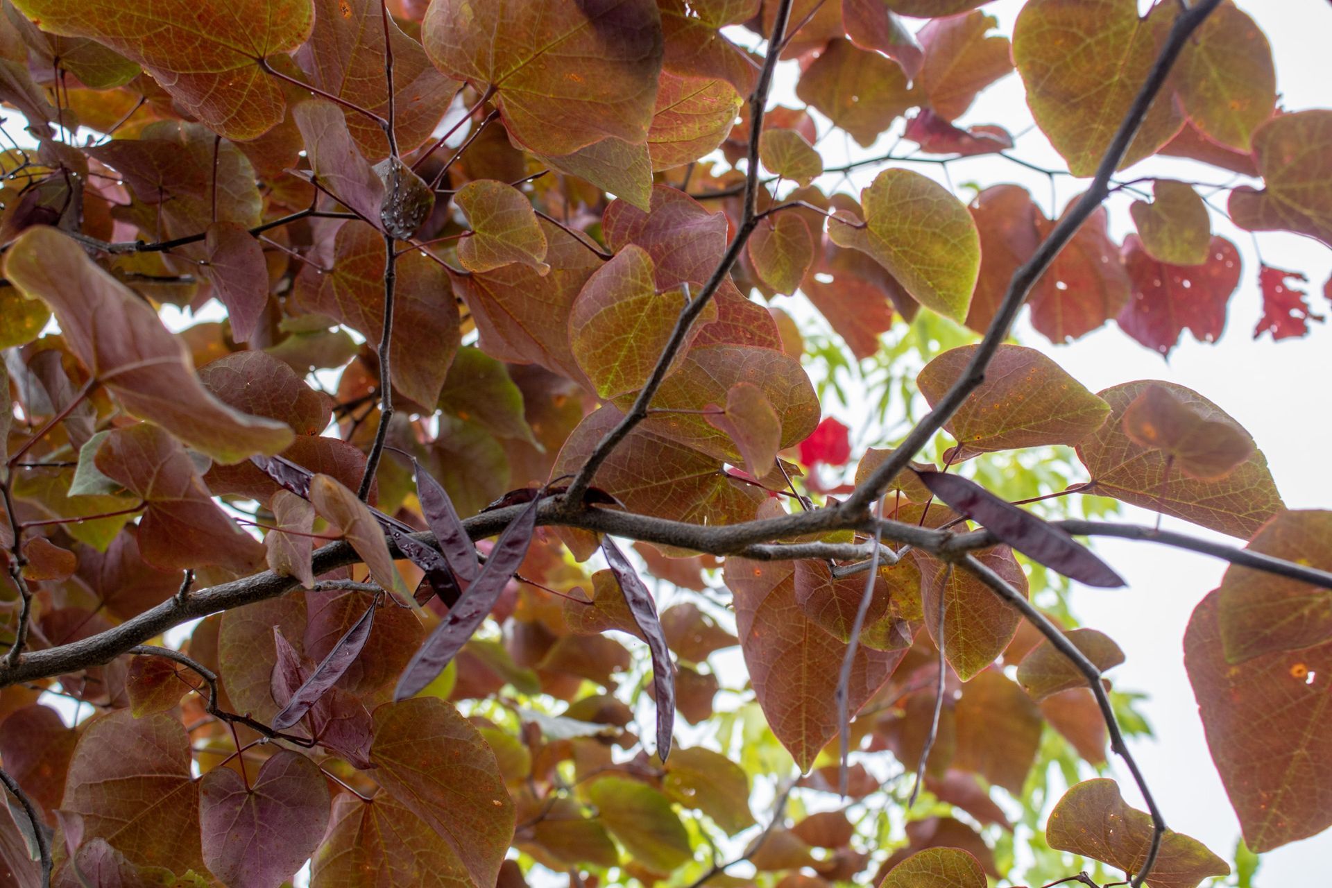 Close-up of tree branches with reddish-brown and green autumn leaves against a bright sky