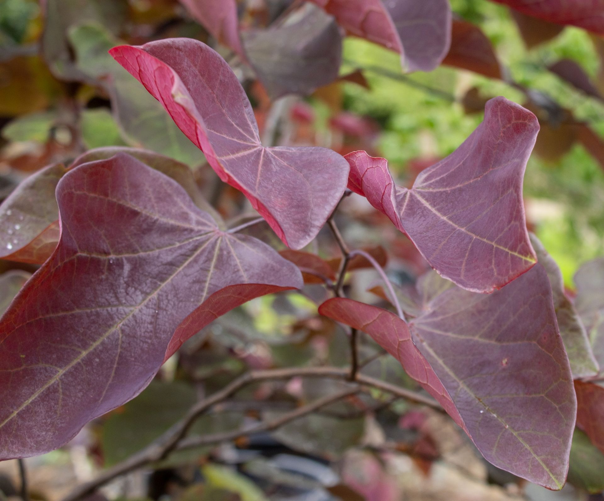Close-up of purple-red leaves on a plant with blurred foliage in the background