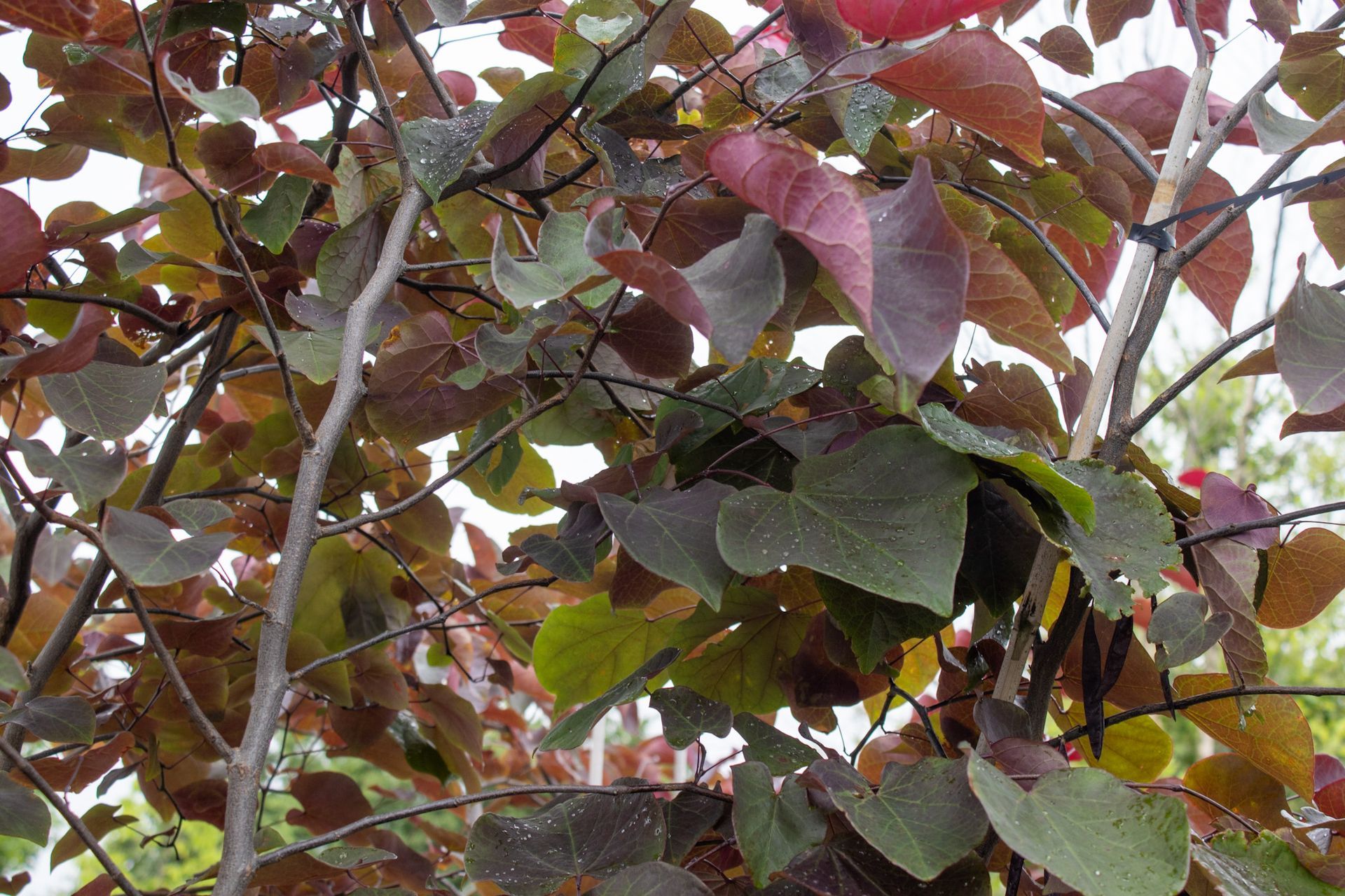 Dense tree branches with reddish-purple and green leaves against a pale sky