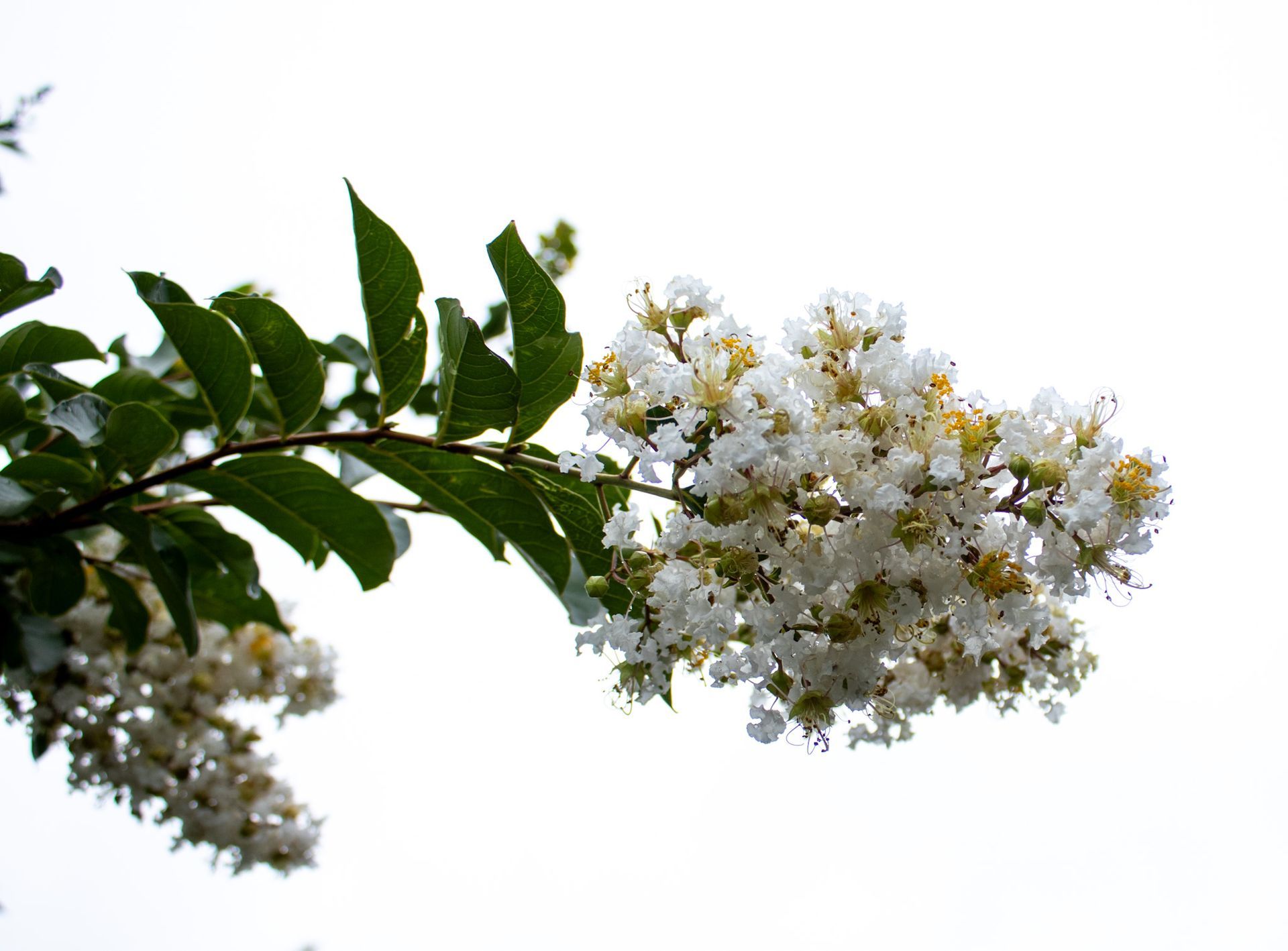 White flowering tree branch with green leaves against a bright sky