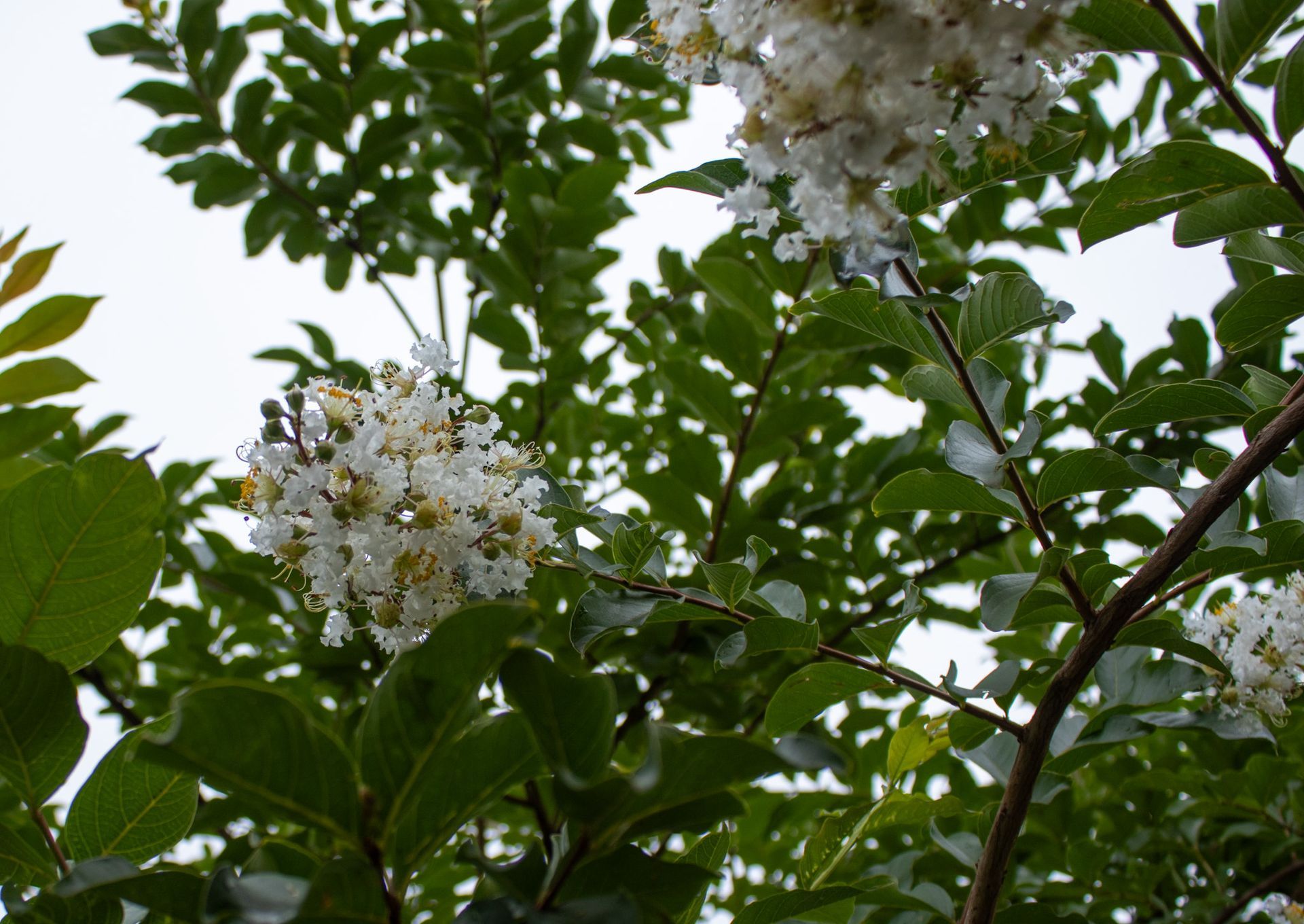 White flowering tree branches with green leaves against a cloudy sky