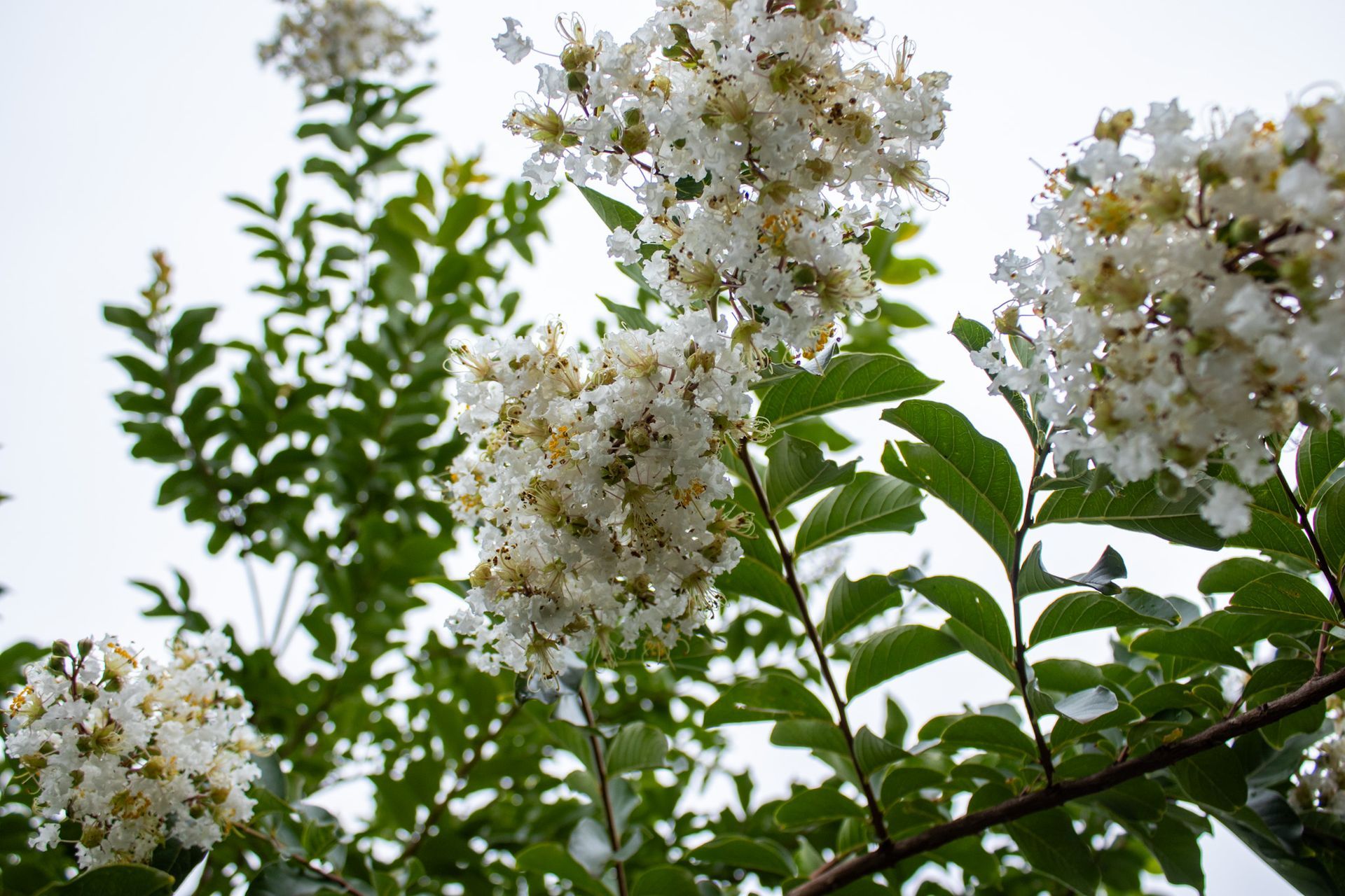 White flowers blooming on leafy tree branches against a bright sky