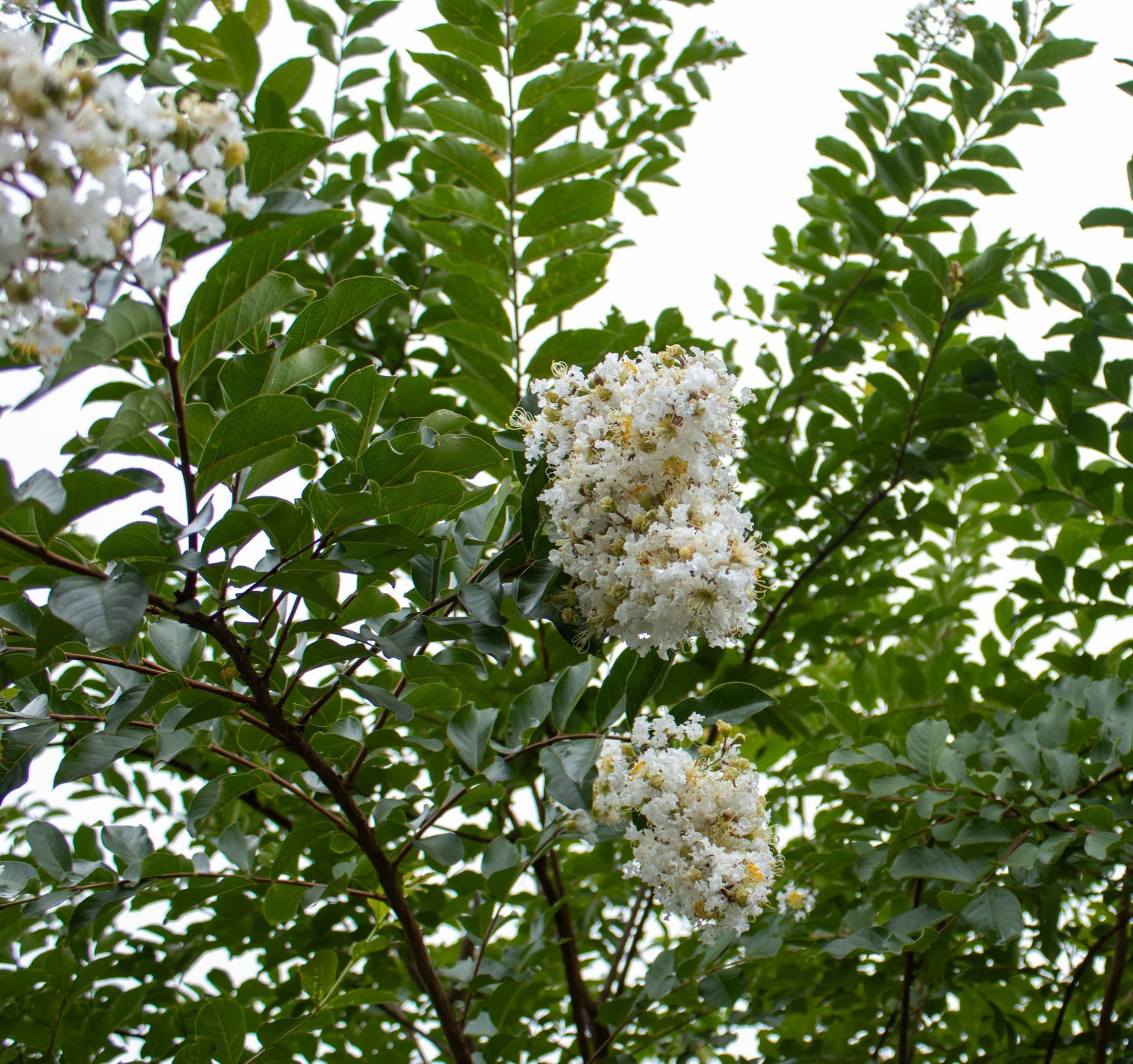 White flower clusters on a leafy green tree against the sky