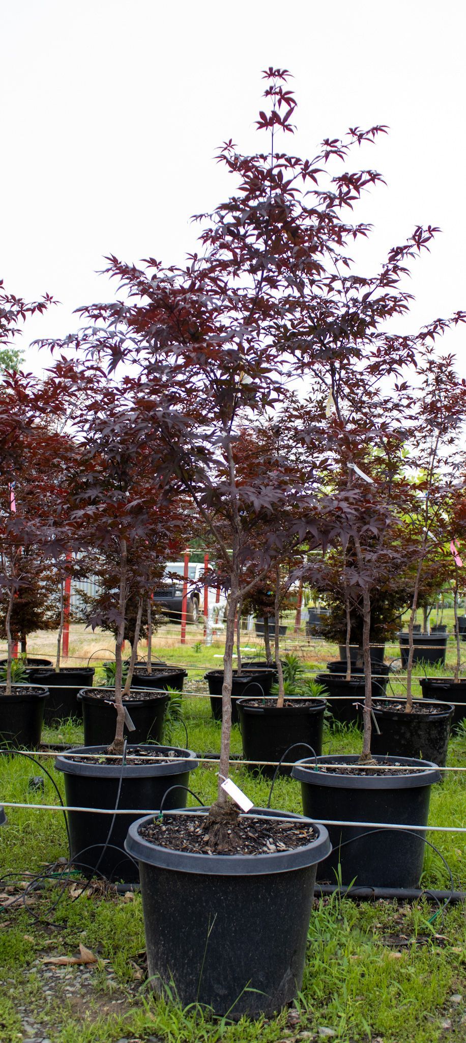 Rows of potted ornamental trees with deep burgundy leaves in a nursery
