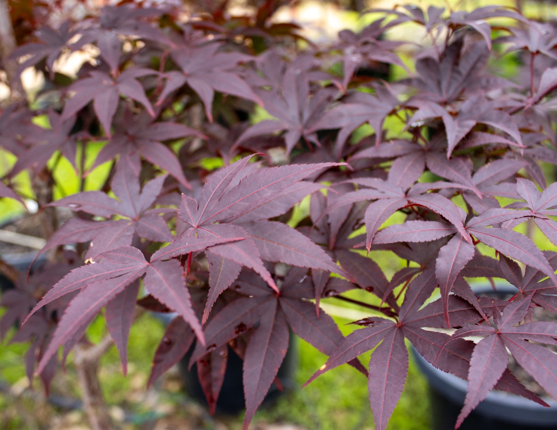 Purple-leafed potted plants clustered outdoors in a garden nursery