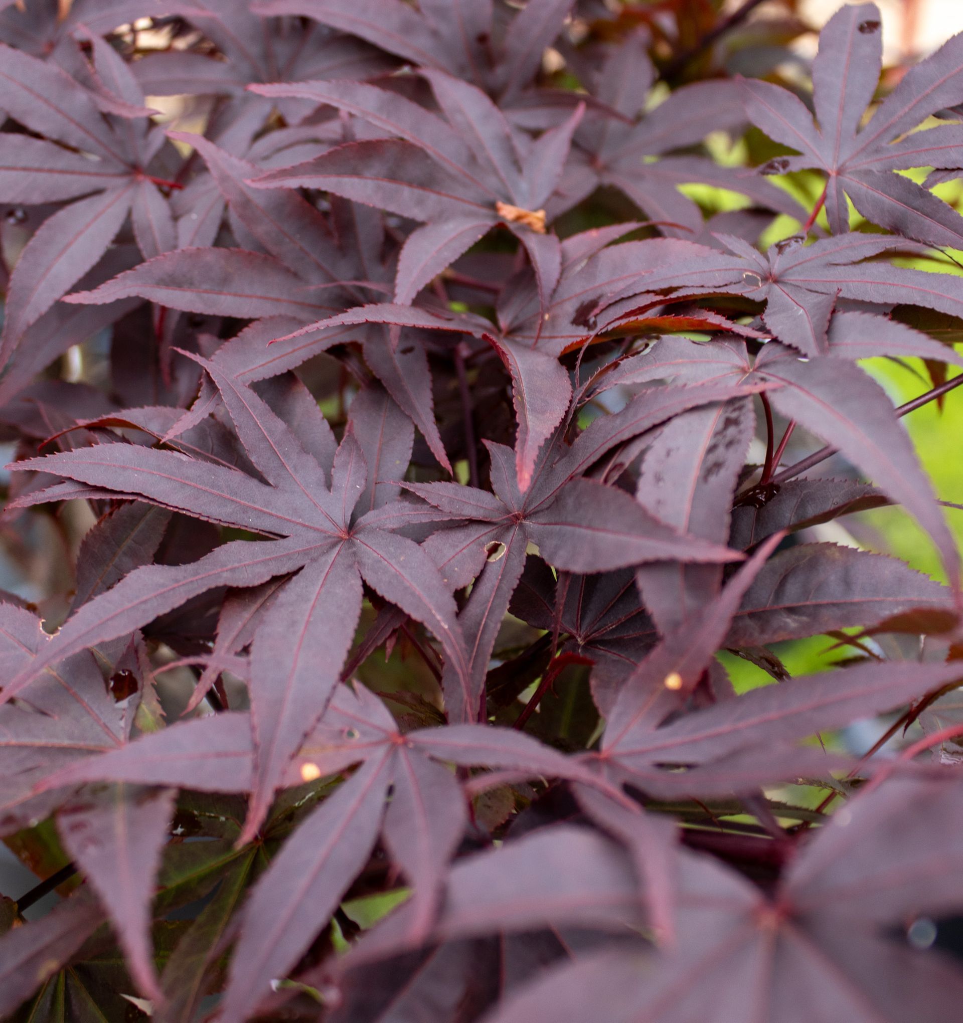 Close-up of dark purple Japanese maple leaves with a bright green leaf in the background