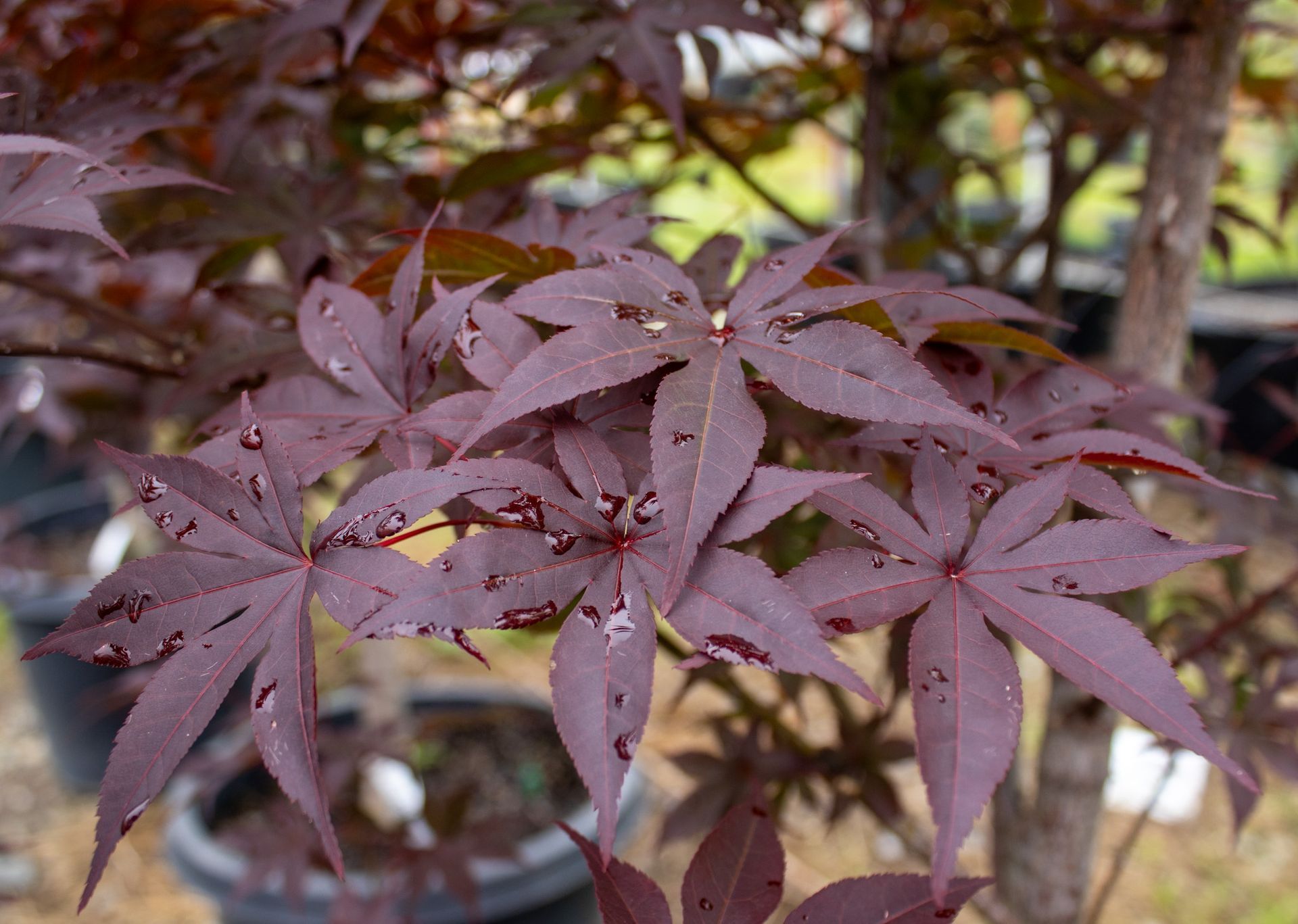Purple Japanese maple leaves in a garden, with a tree trunk and blurred foliage behind.