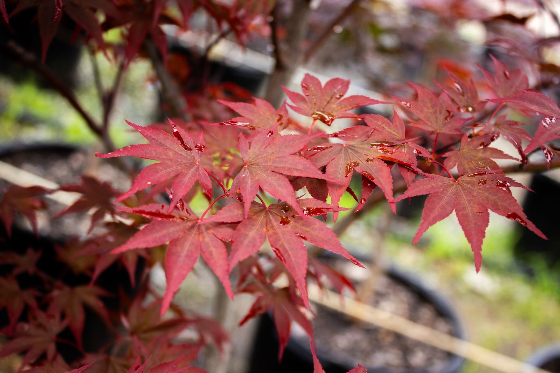 Red maple leaves in sharp focus against a blurred garden background