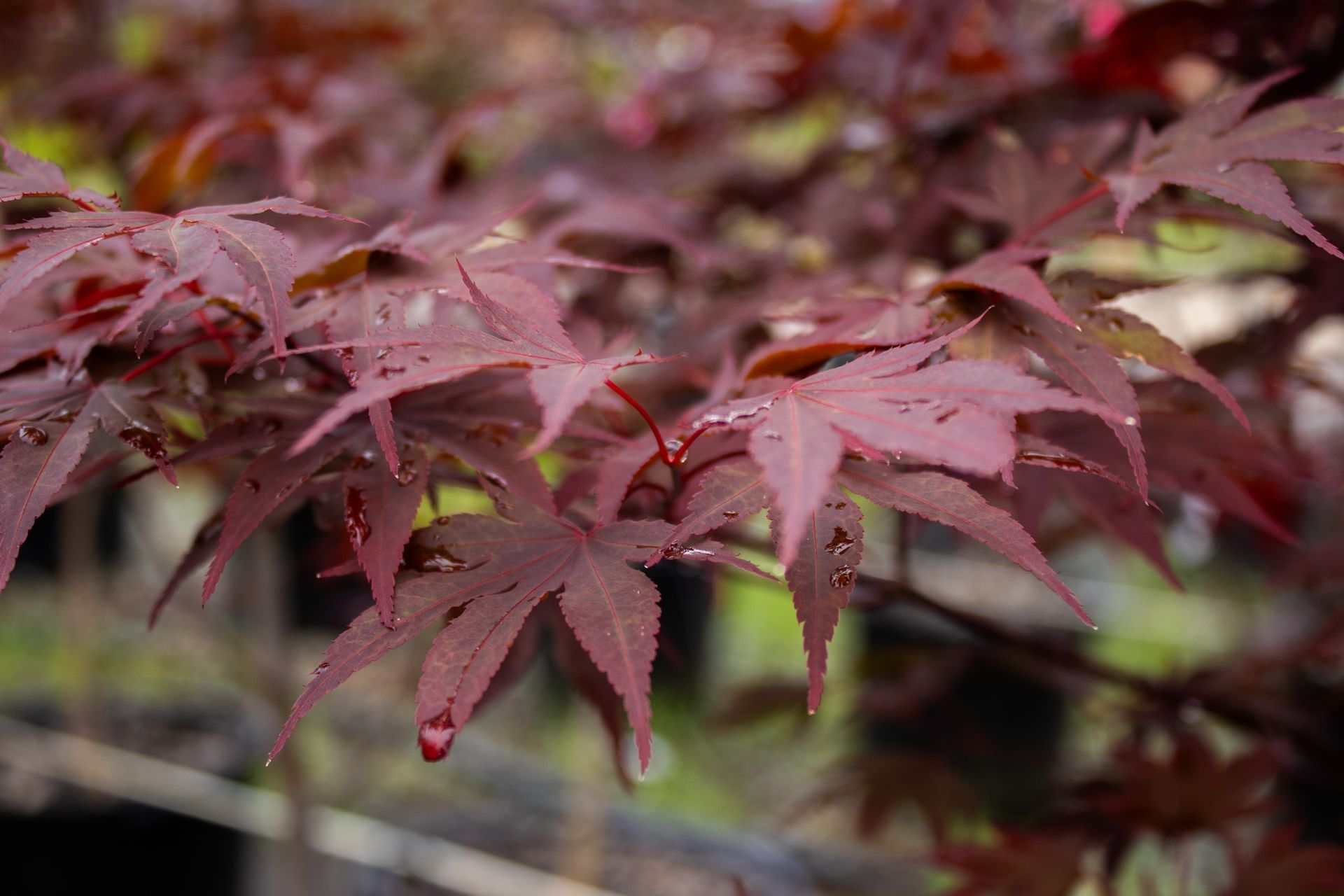 Close-up of burgundy Japanese maple leaves with water droplets