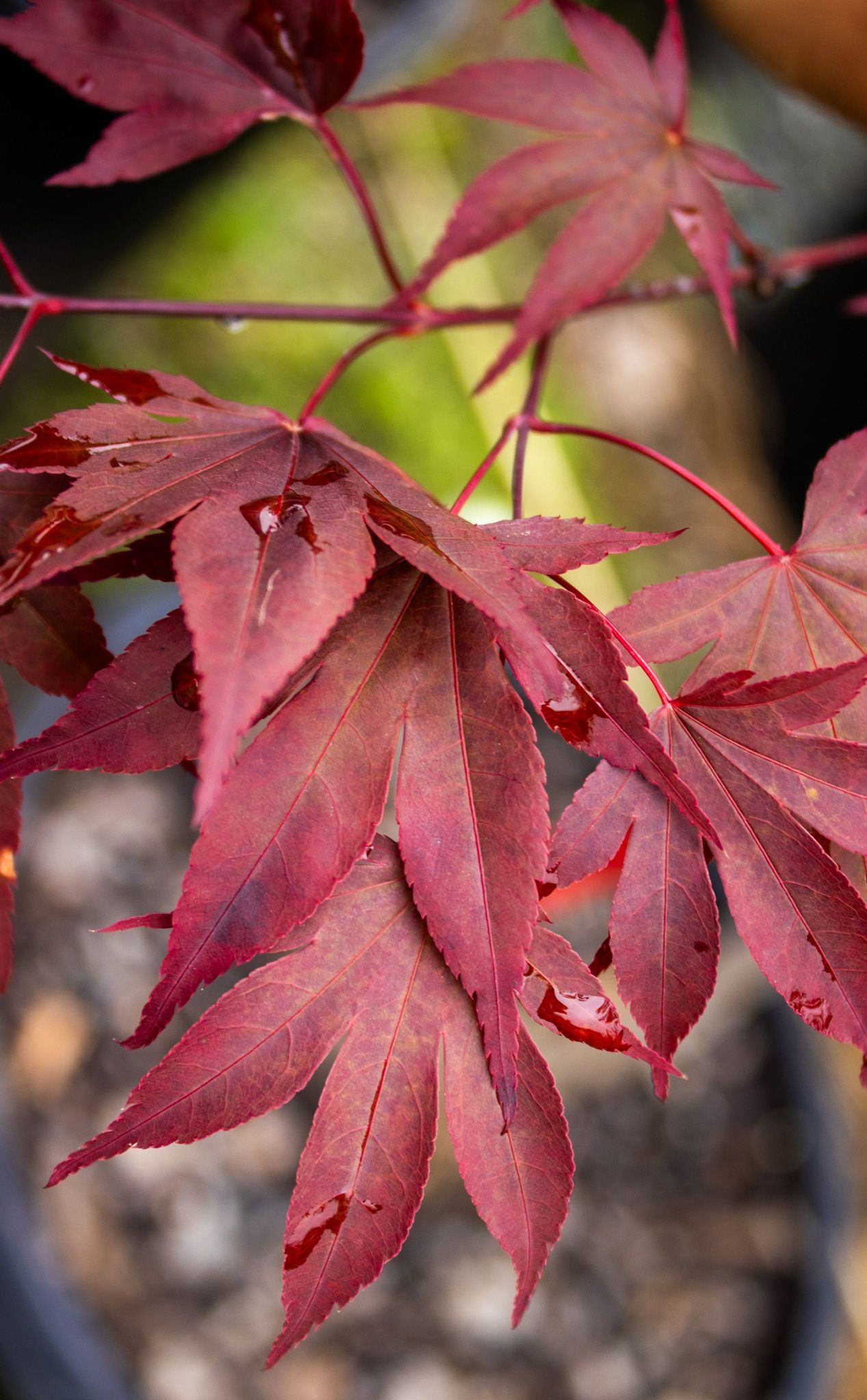 Red maple leaves with serrated edges against a blurred background