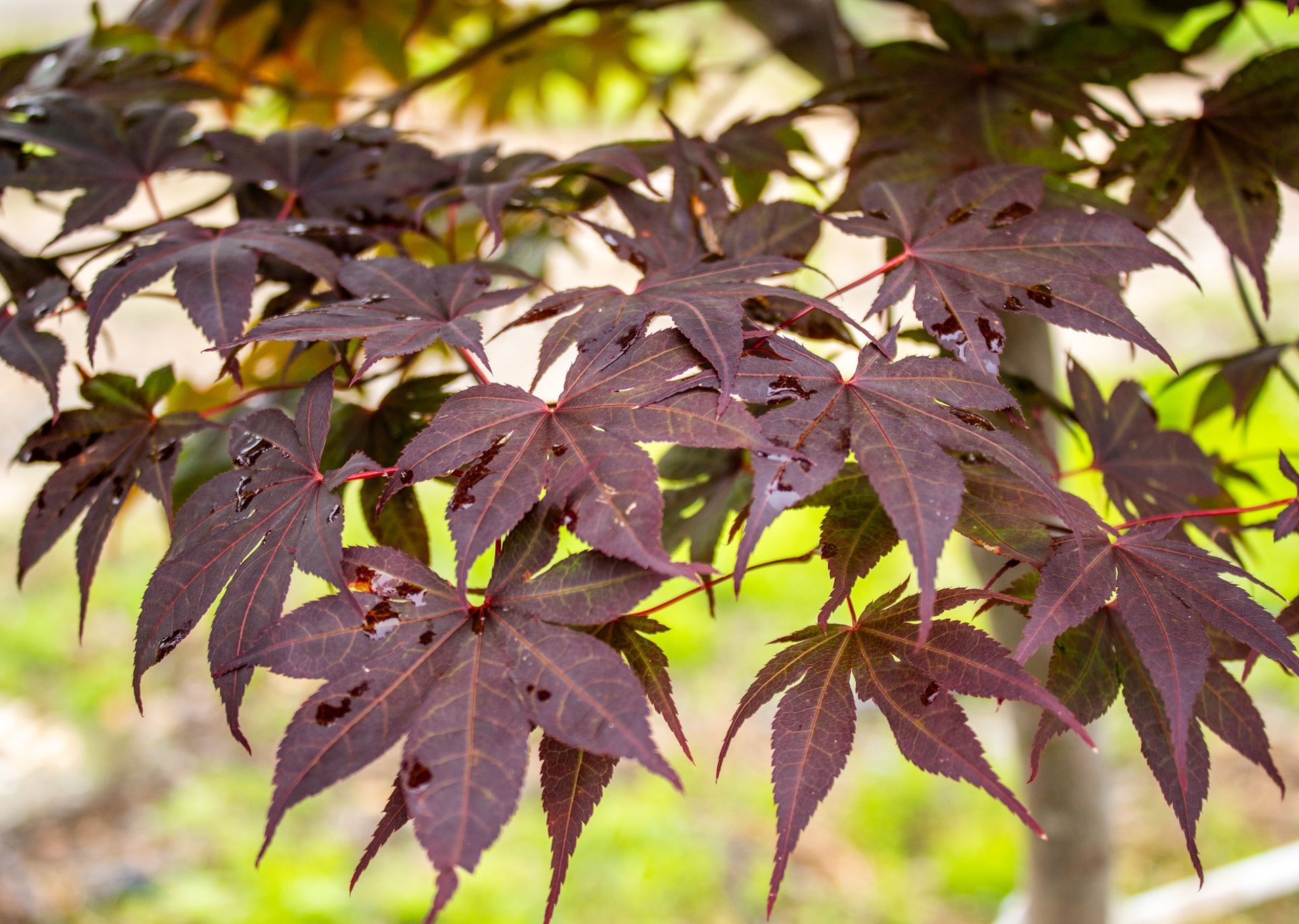 Close-up of burgundy maple leaves with sunlit green foliage blurred in the background