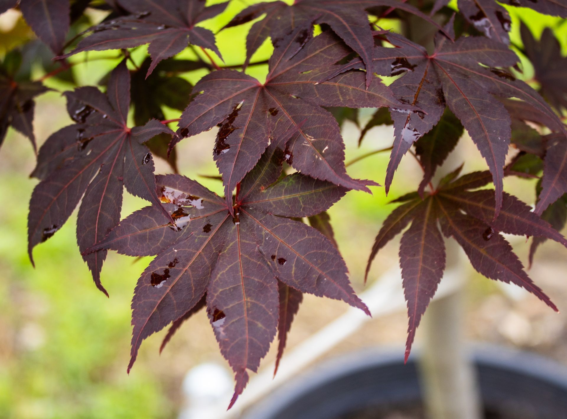 Close-up of dark red maple leaves with a blurred green and beige background