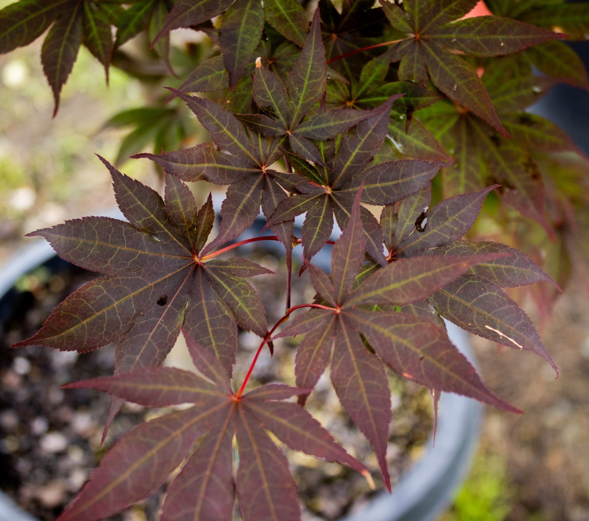 Close-up of dark red Japanese maple leaves in a pot outdoors